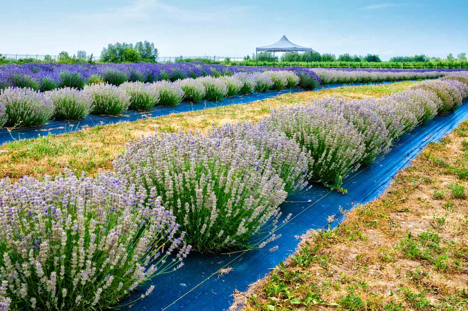 Sony Alpha NEX-5T + Sigma 30mm F2.8 EX DN sample photo. Ontario lavender field photography