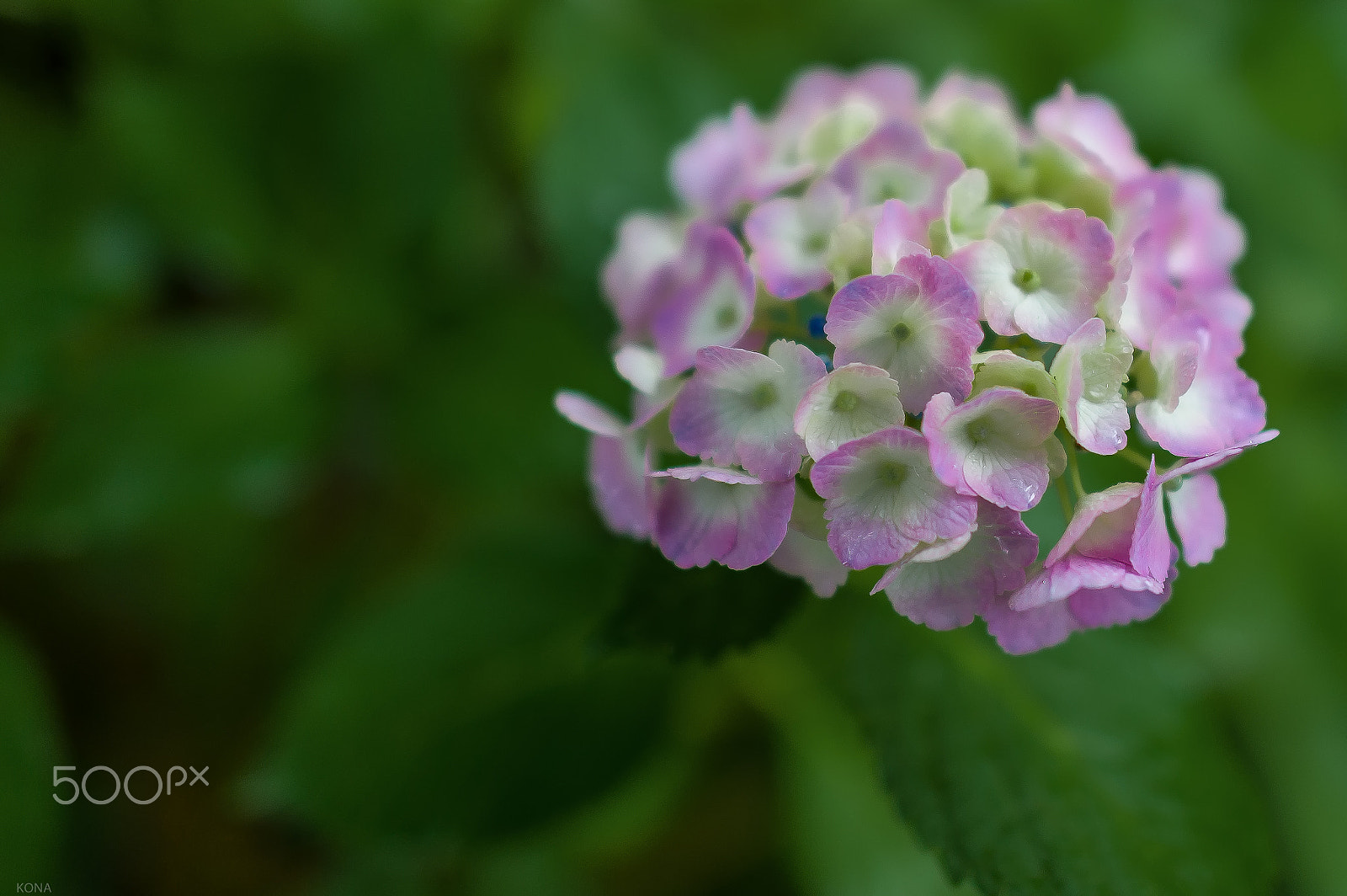 Nikon D3 + Nikon AF-S Nikkor 24mm F1.4G ED sample photo. あじさい photography