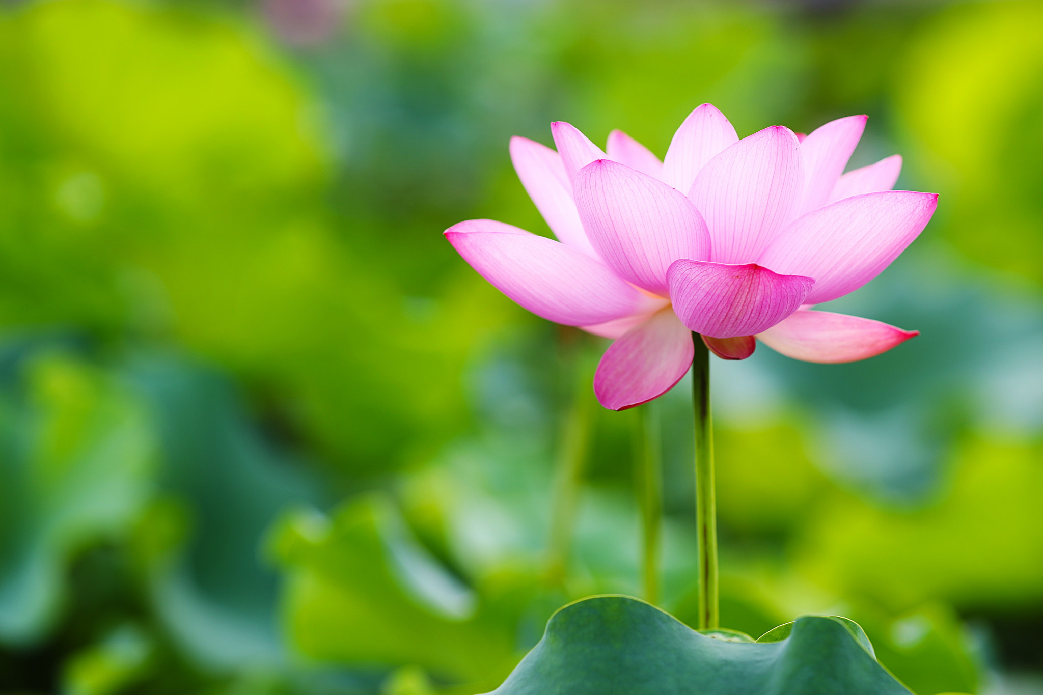ZEISS Apo Sonnar T* 135mm F2 sample photo. Lotus photography