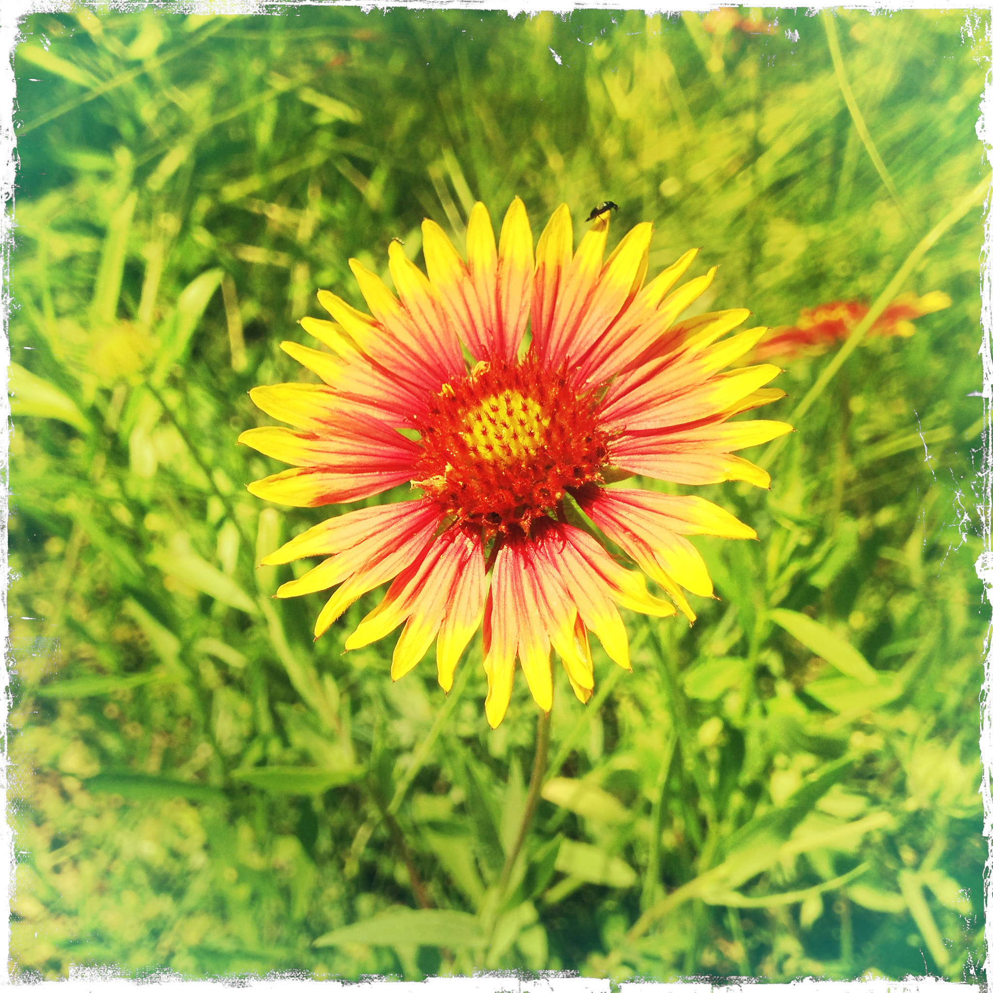 Hipstamatic 280 sample photo