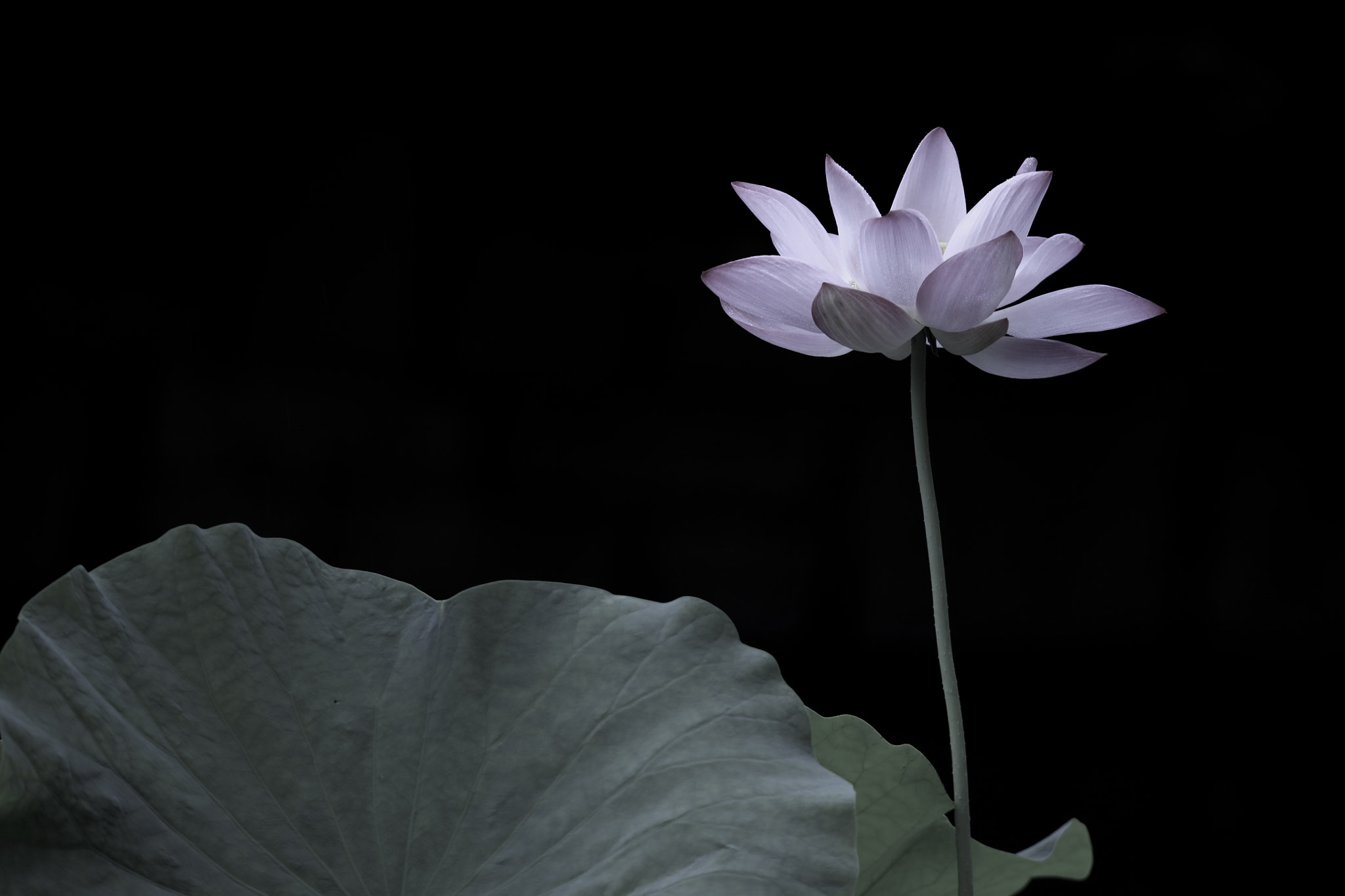 Tamron SP 150-600mm F5-6.3 Di VC USD sample photo. Lotus photography