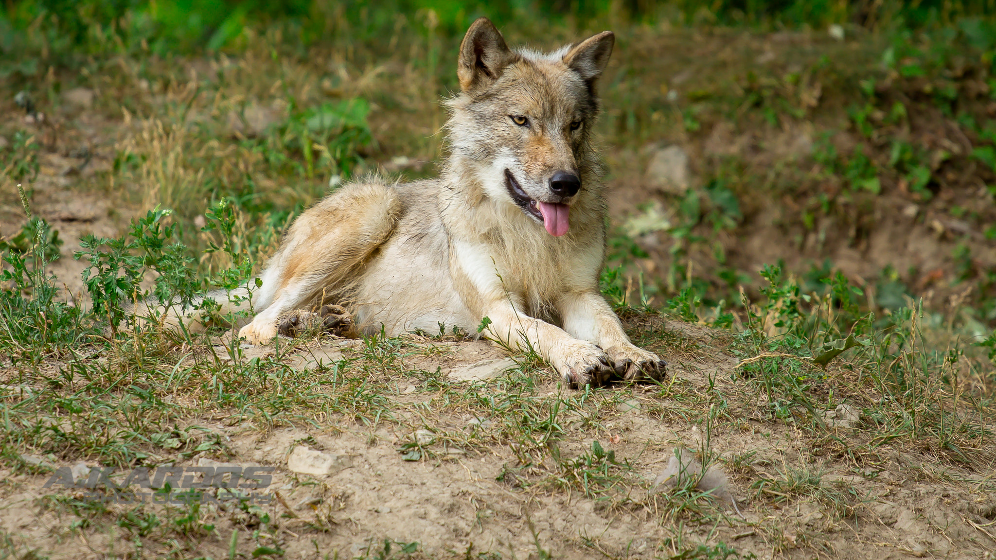 Canon EOS 700D (EOS Rebel T5i / EOS Kiss X7i) + Canon EF 70-200mm F4L USM sample photo. Gray wolf - zoo ecomuseum - montreal (2016) photography