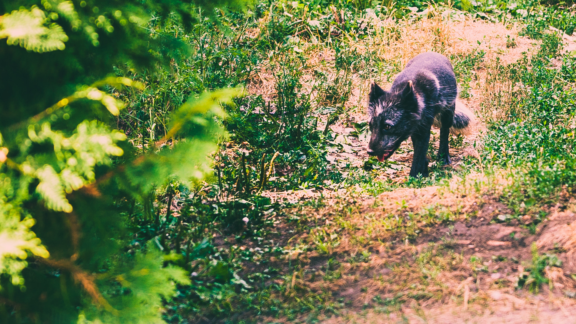 Canon EOS-1D Mark III sample photo. Arctic fox photography