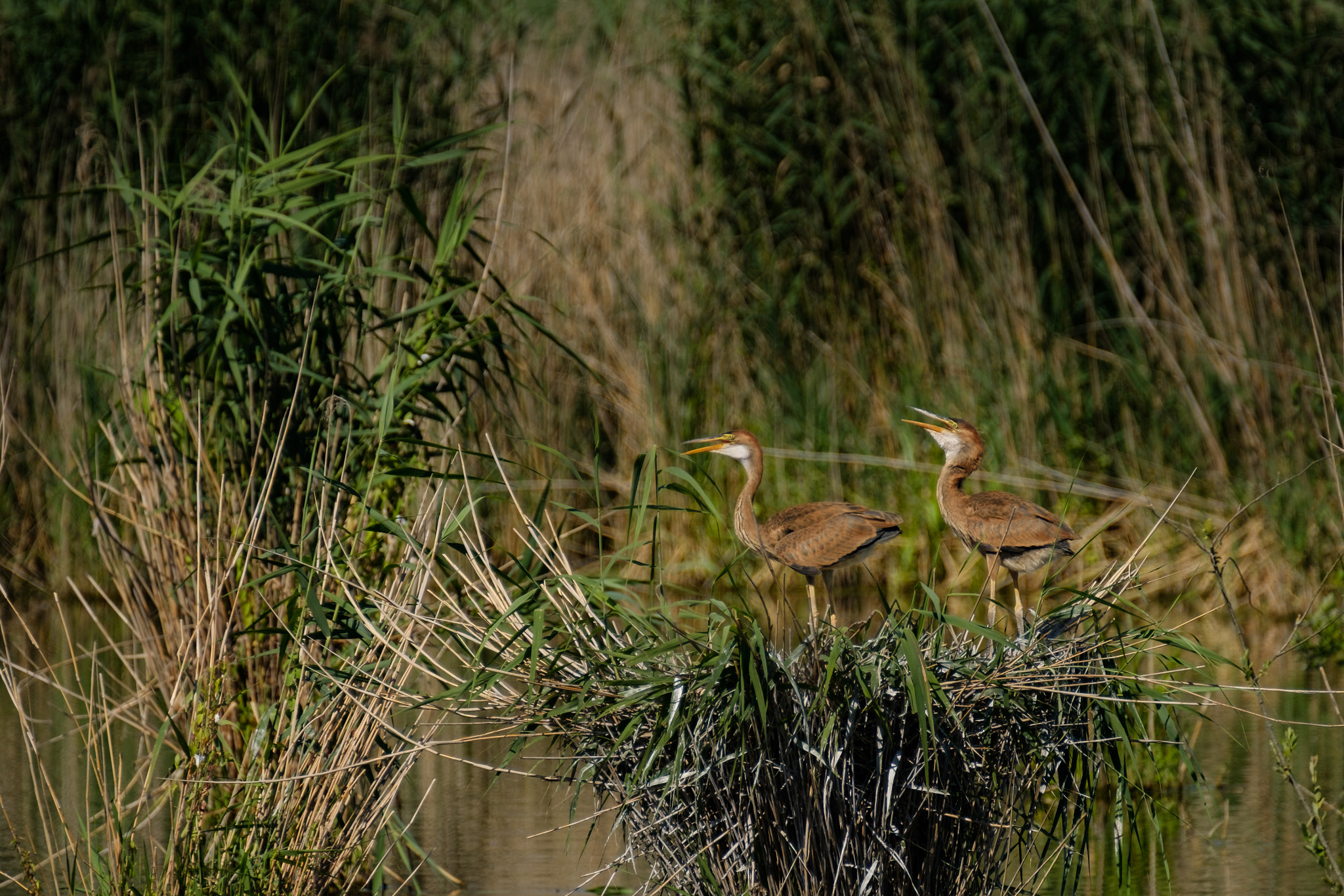 Fujifilm XF 100-400mm F4.5-5.6 R LM OIS WR sample photo. Purpurreiher | purple heron photography