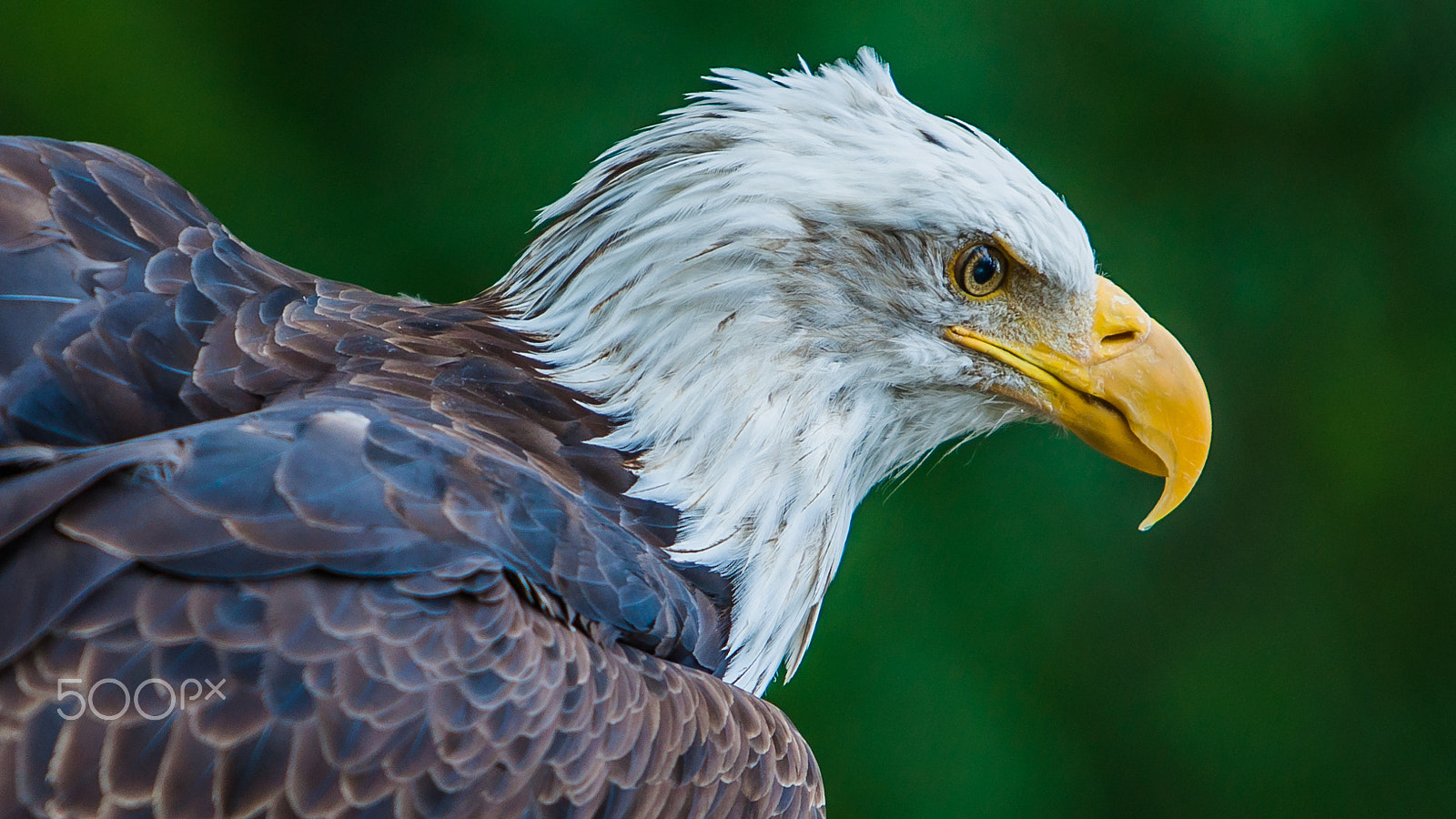 Canon EOS-1D Mark III sample photo. Hdr eagle photography