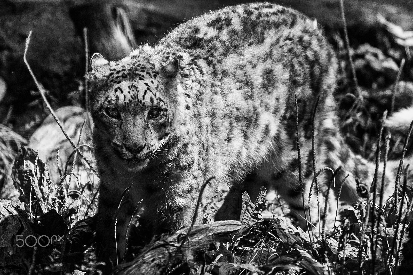Canon EOS-1D Mark III sample photo. One eyed snow leopard photography