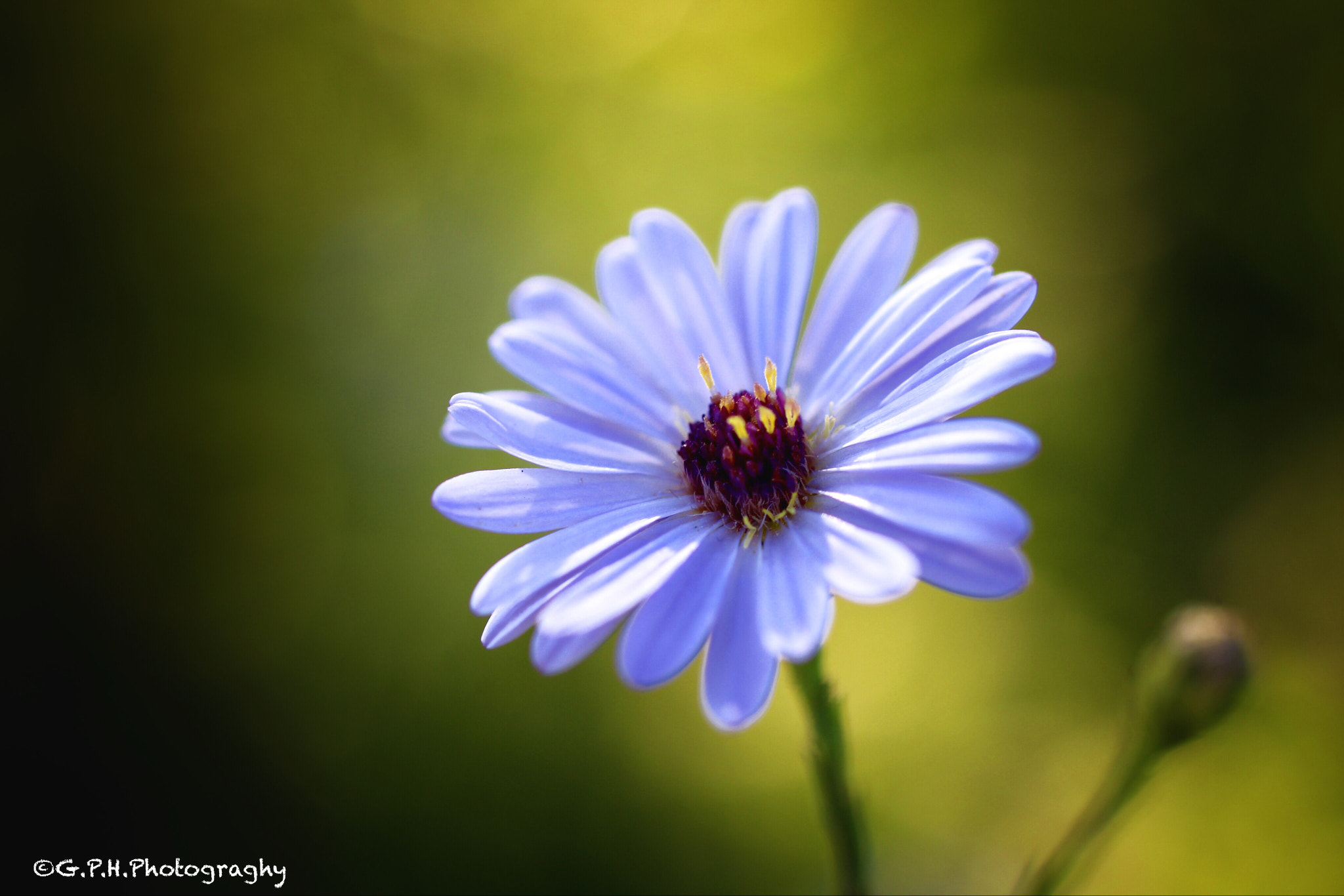 Sigma 50mm F1.4 EX DG HSM sample photo