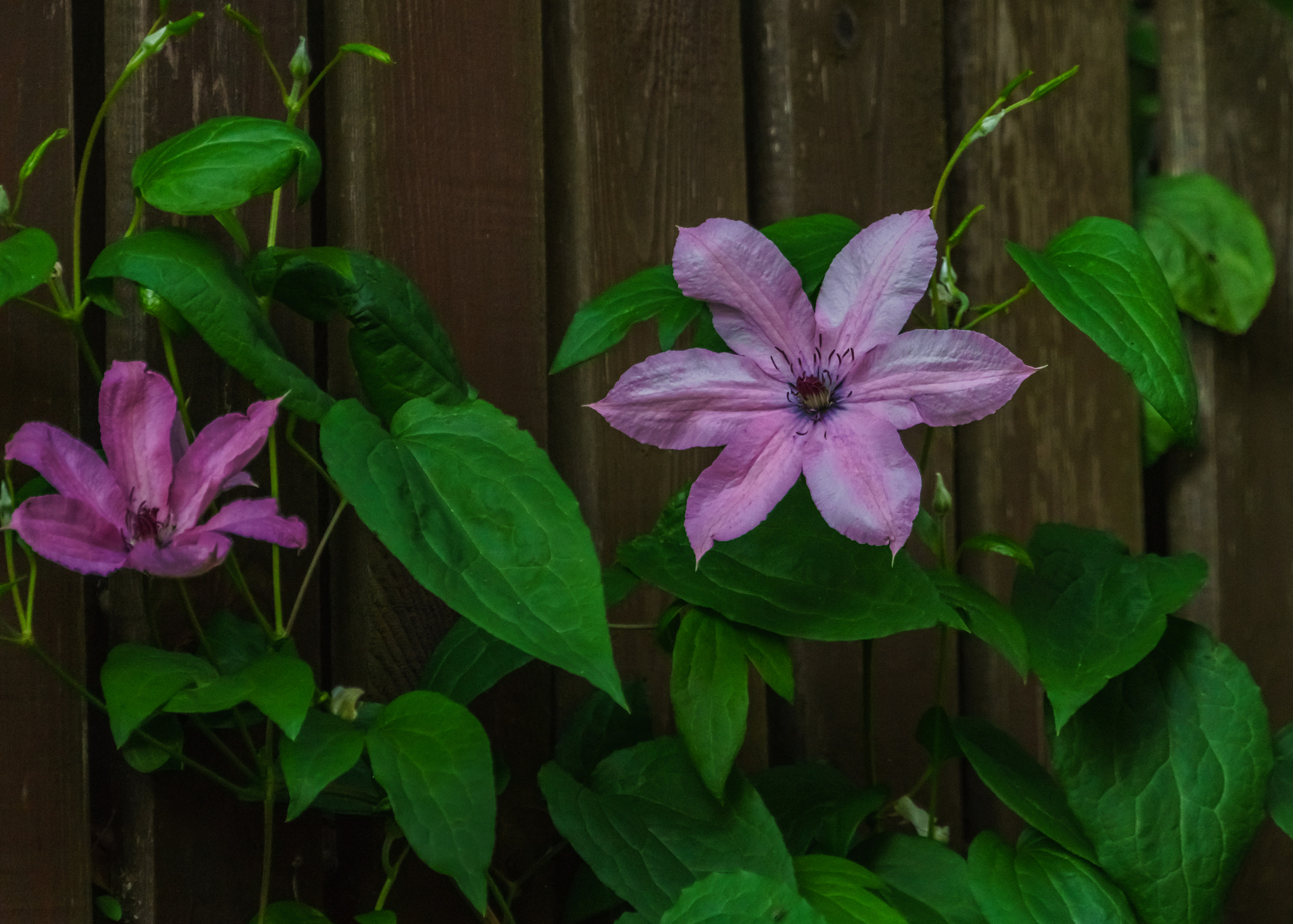 Sony FE 70-300mm F4.5-5.6 G OSS sample photo. Этюд с клематисом photography