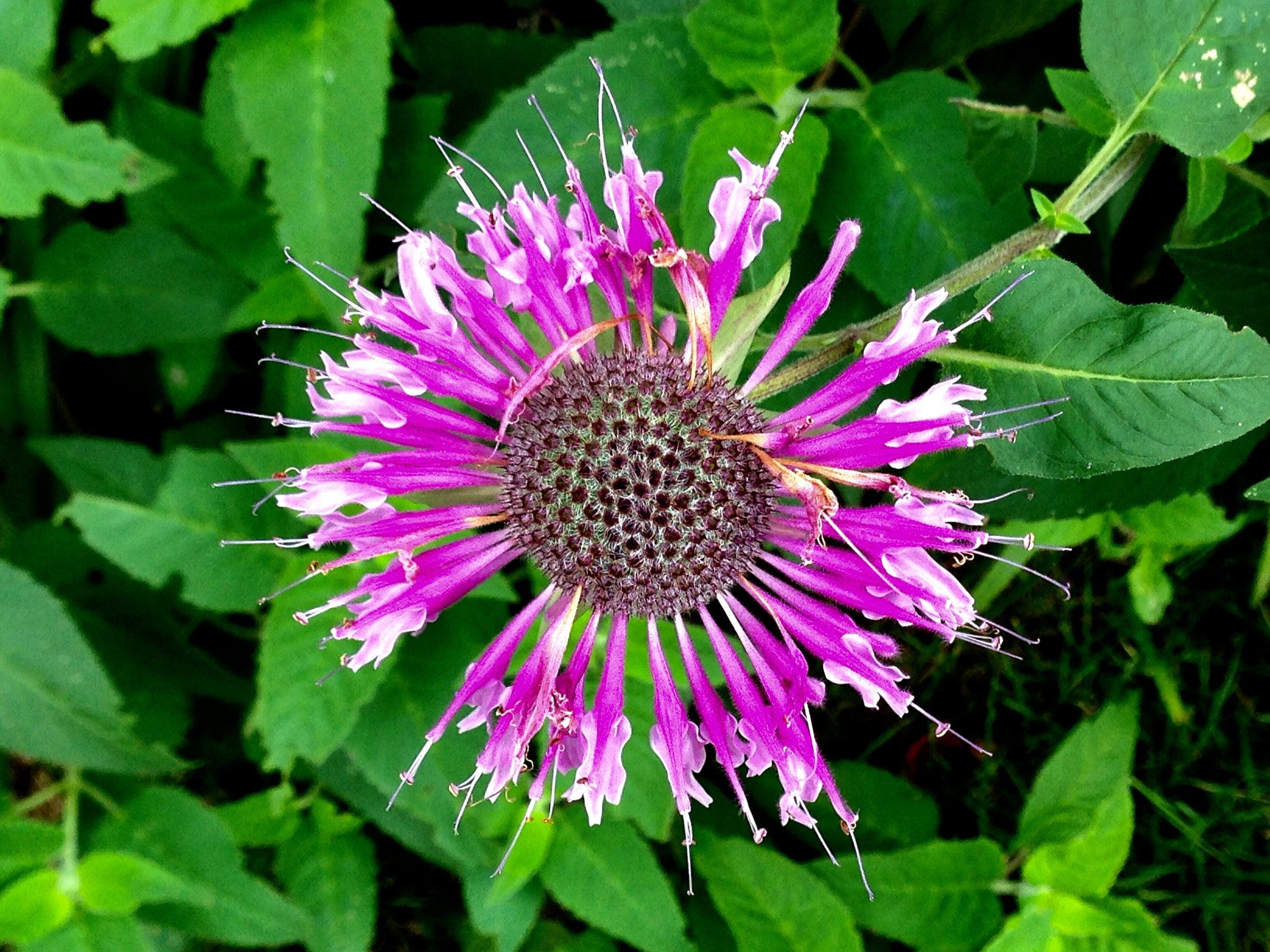 Apple iPhone5,2 sample photo. Monarda didyma 美国薄荷 photography