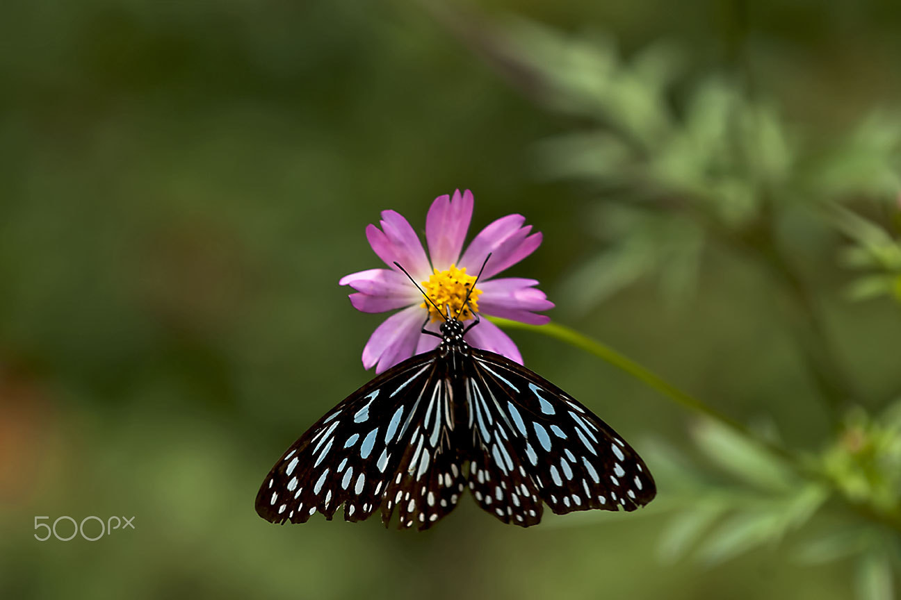 Nikon D80 sample photo. Blue tiger photography