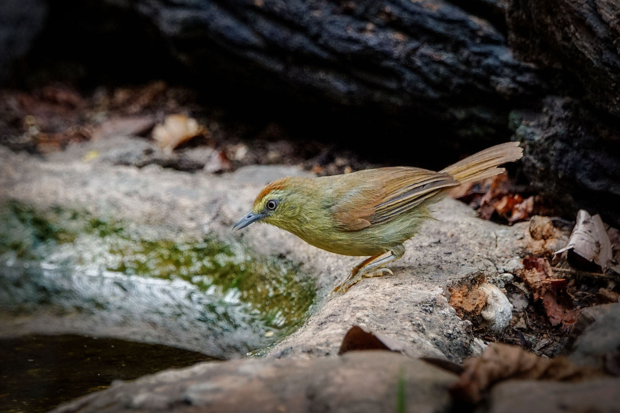 Sony 70-400mm F4-5.6 G SSM II sample photo. Pin-striped tit-babbler photography