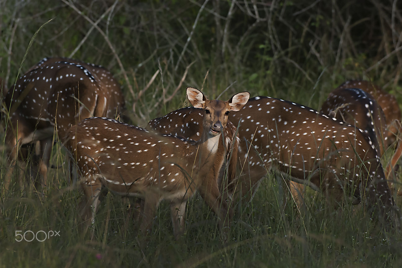Nikon D80 sample photo. Spotted deer photography