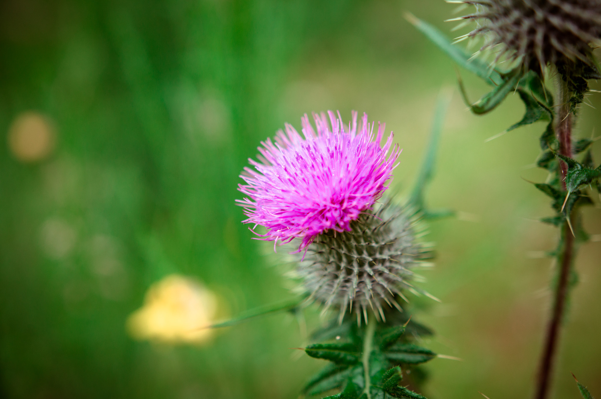 Sony SLT-A57 + Sigma 18-35mm F1.8 DC HSM Art sample photo. Purple thistle photography