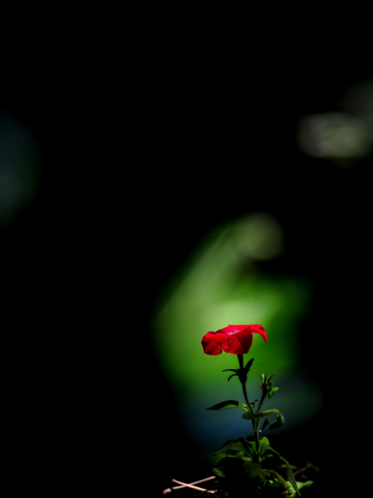 Nikon AF-Nikkor 80-200mm F2.8D ED sample photo. At noon photography