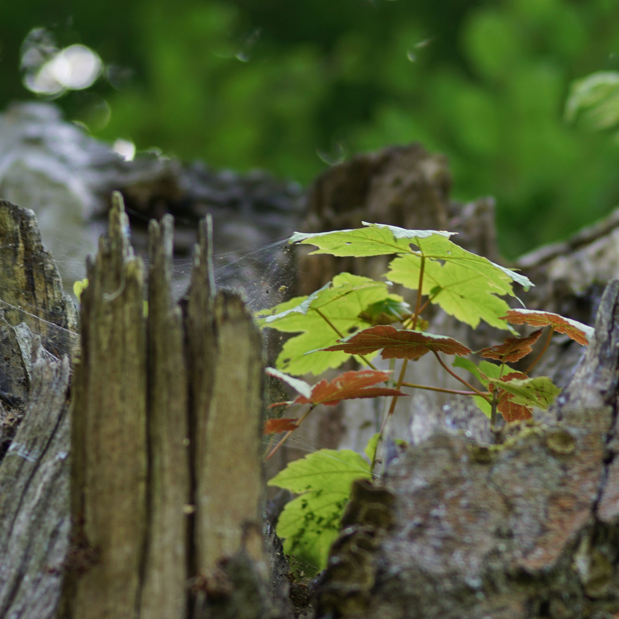 Sony ILCA-77M2 sample photo. Little tree photography