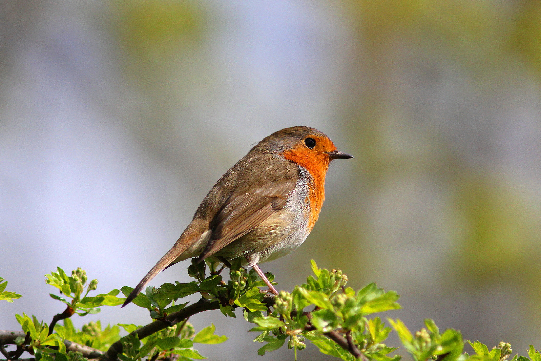 Canon EF 300mm F4L IS USM sample photo. Robin photography