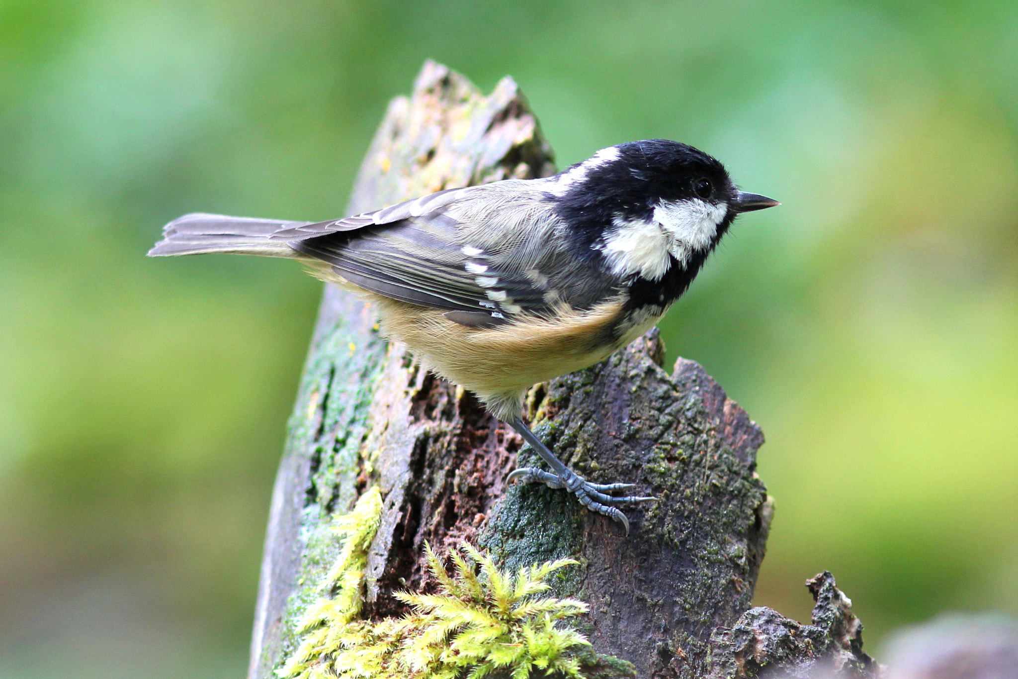 Canon EF 300mm F4L IS USM sample photo. Coal tit photography