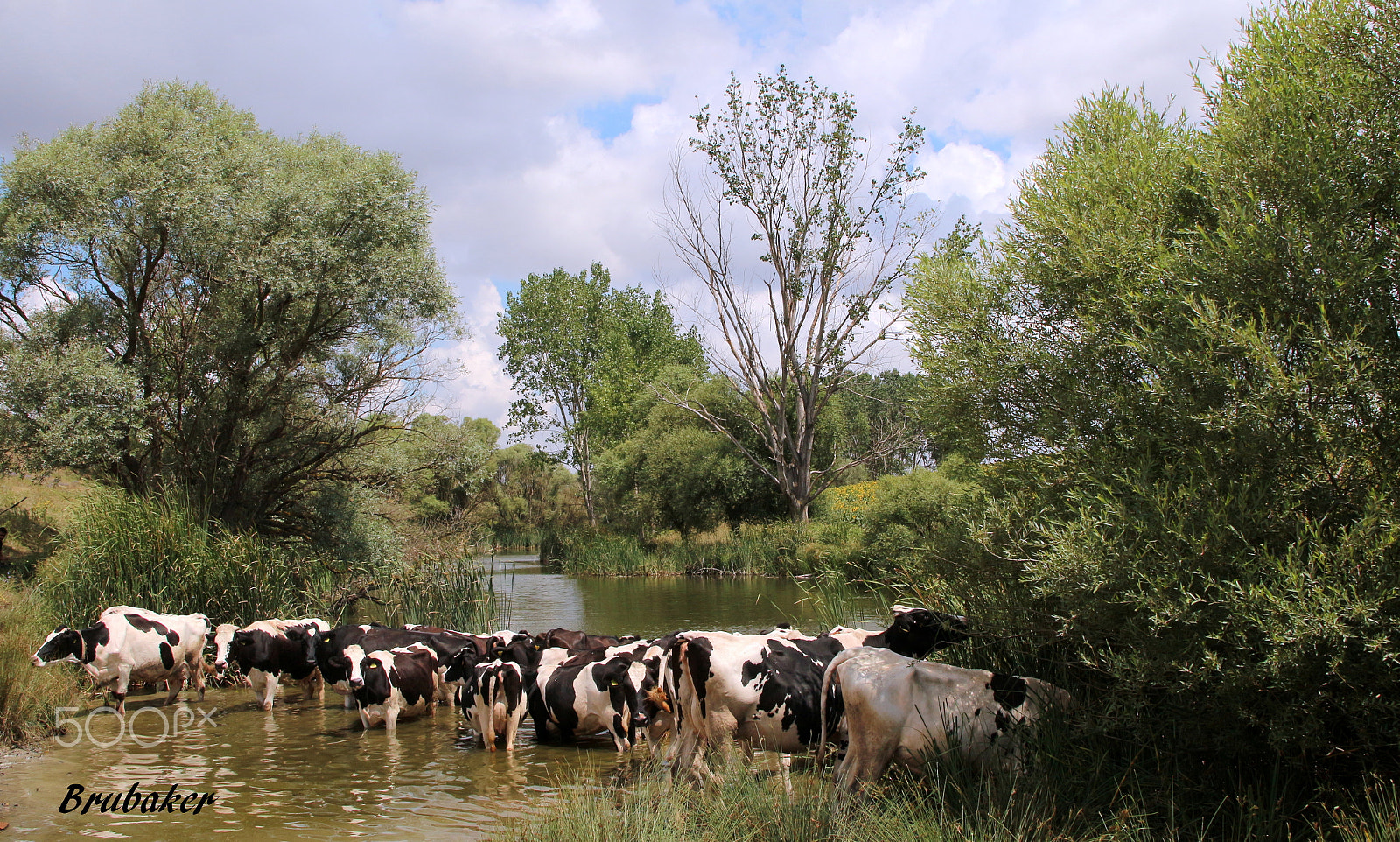 Canon EOS 650D (EOS Rebel T4i / EOS Kiss X6i) sample photo. Happy cow's photography
