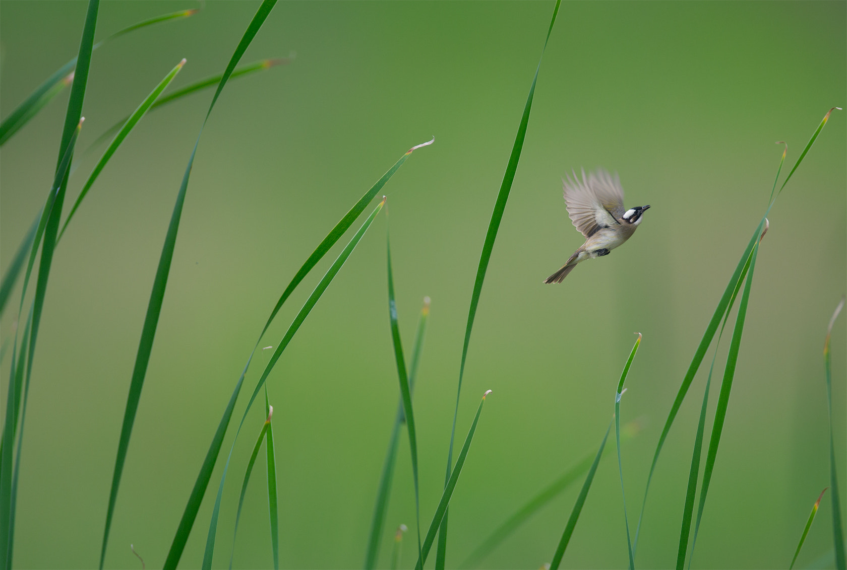 Canon EOS-1D X + Canon EF 600mm f/4L IS sample photo