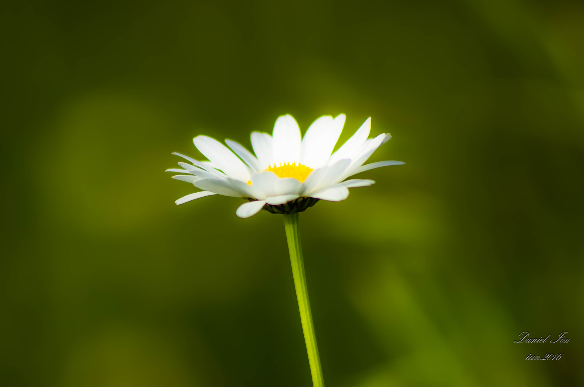 Pentax K-x sample photo. Flower photography