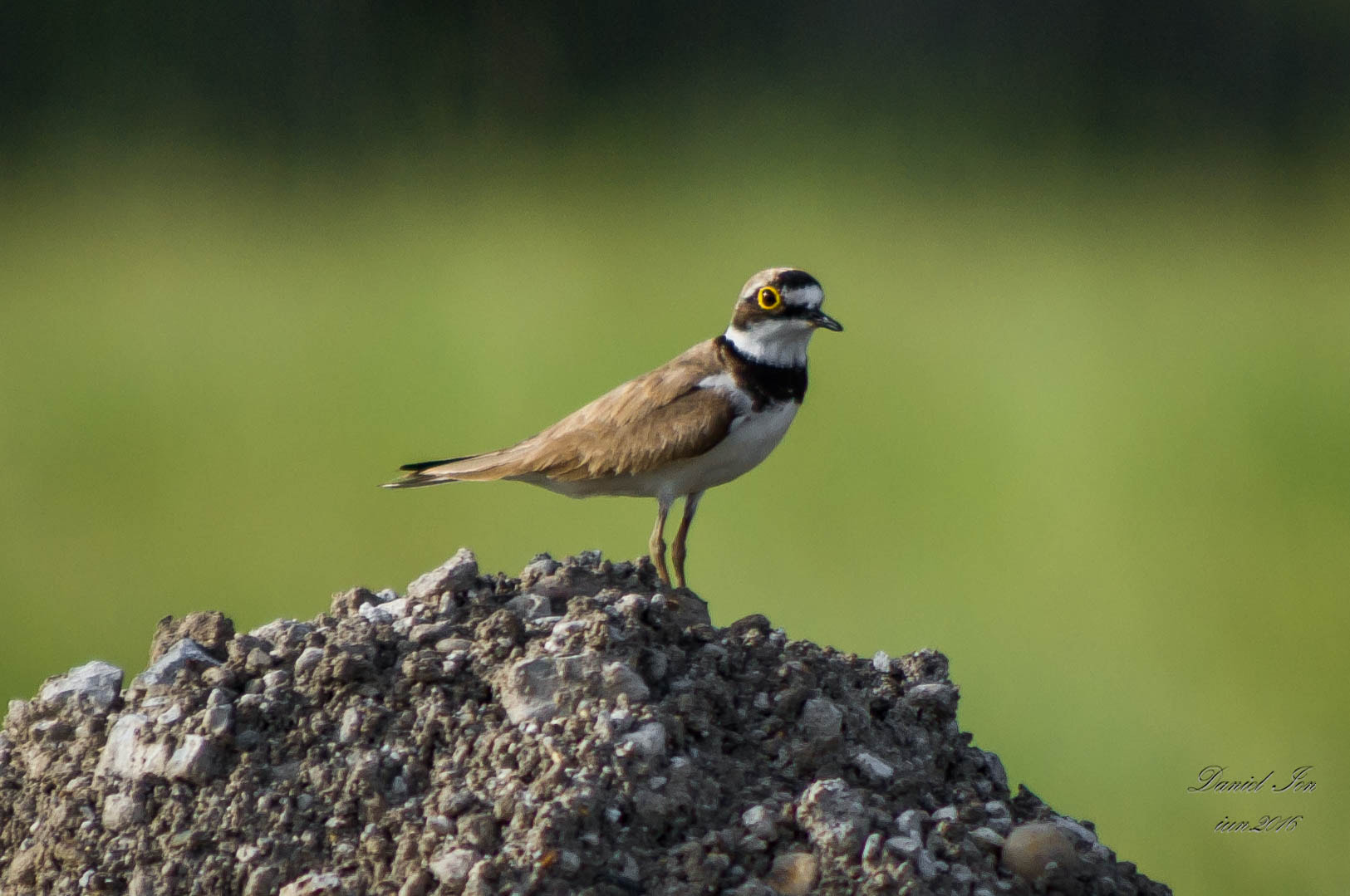 Pentax K-x sample photo. Charadrius dubius photography