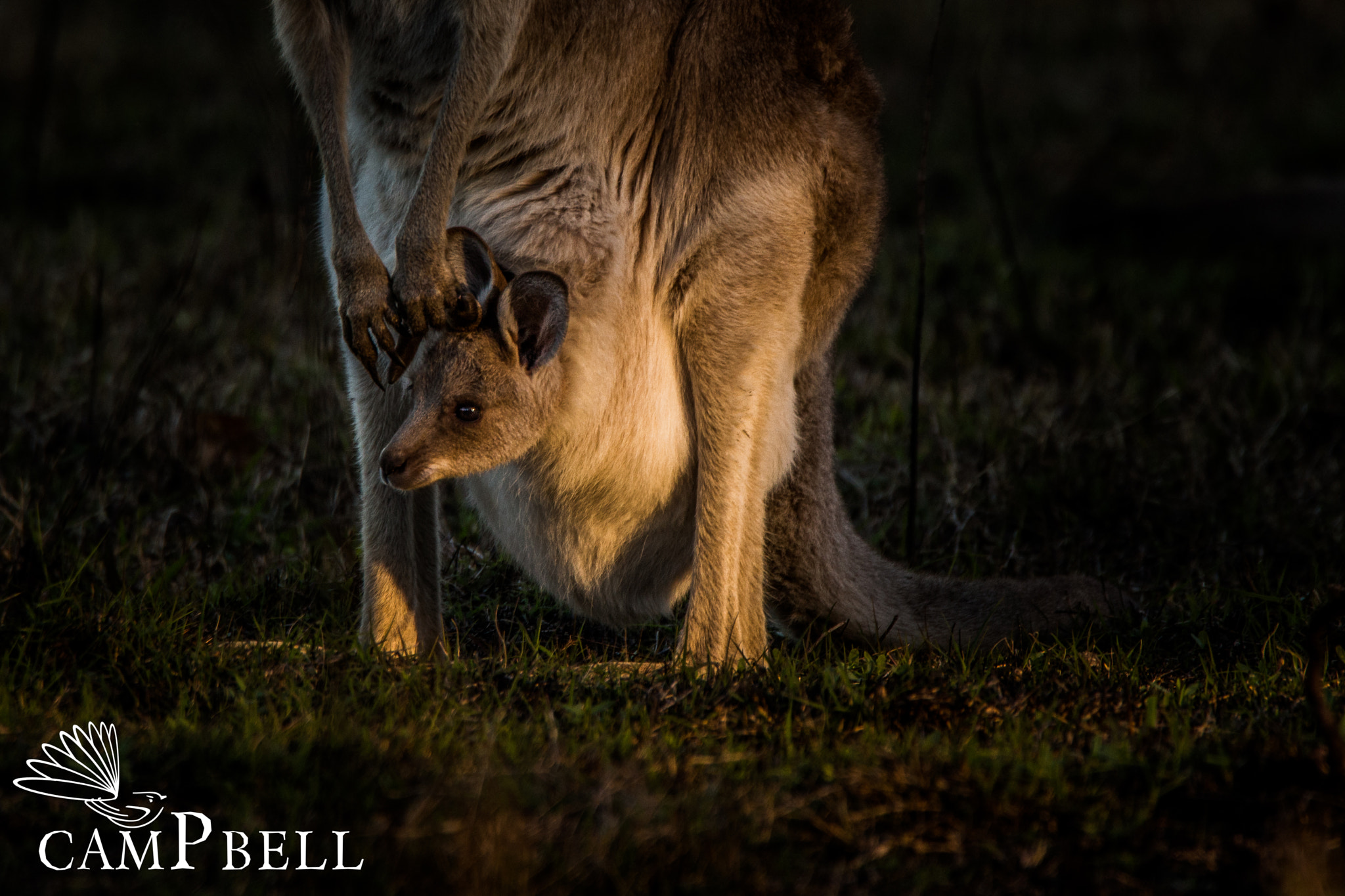 Tamron SP 150-600mm F5-6.3 Di VC USD sample photo. Joey in the pouch photography