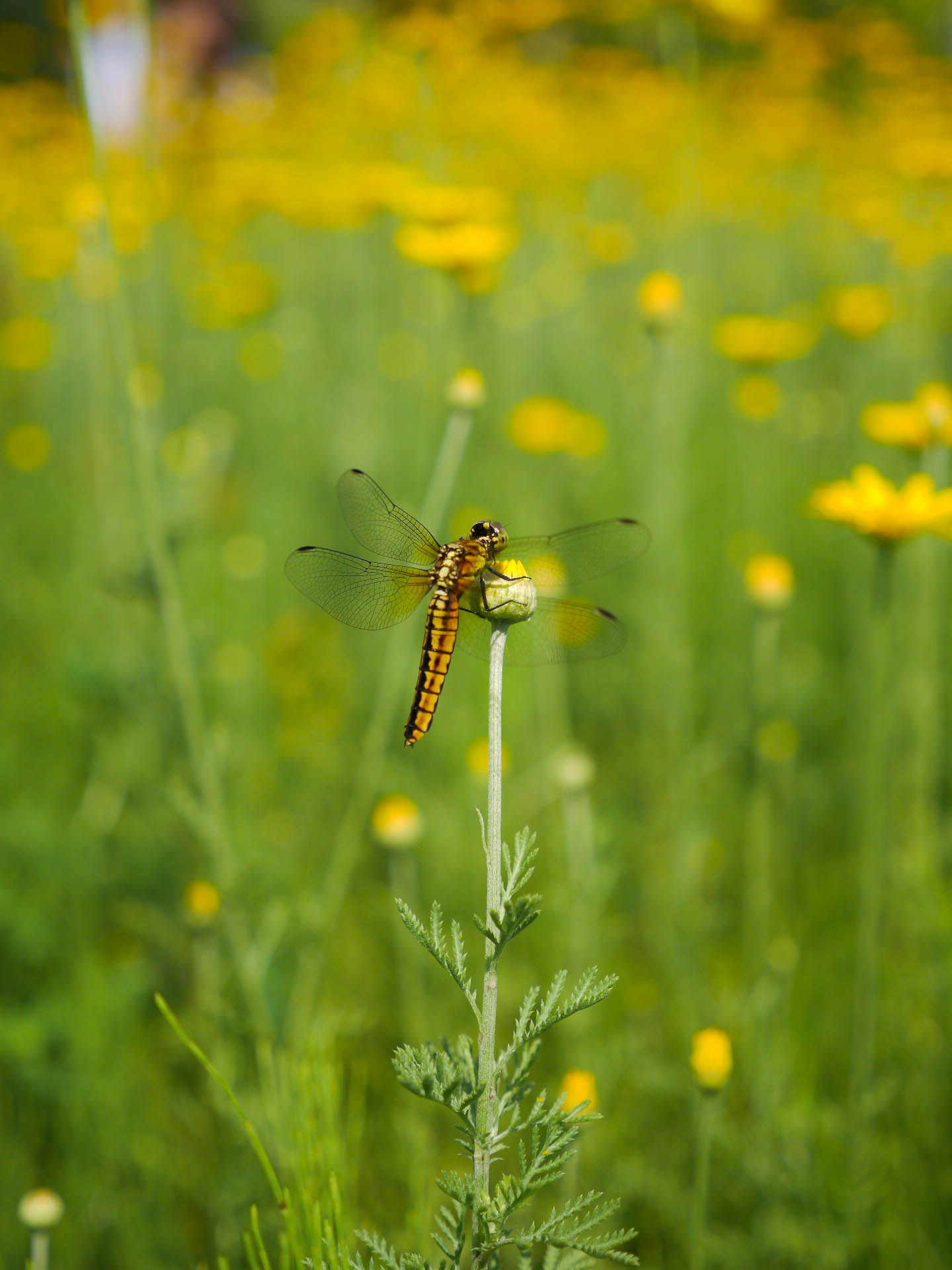 Panasonic Lumix DMC-GX7 sample photo. Surrounded with yellow photography
