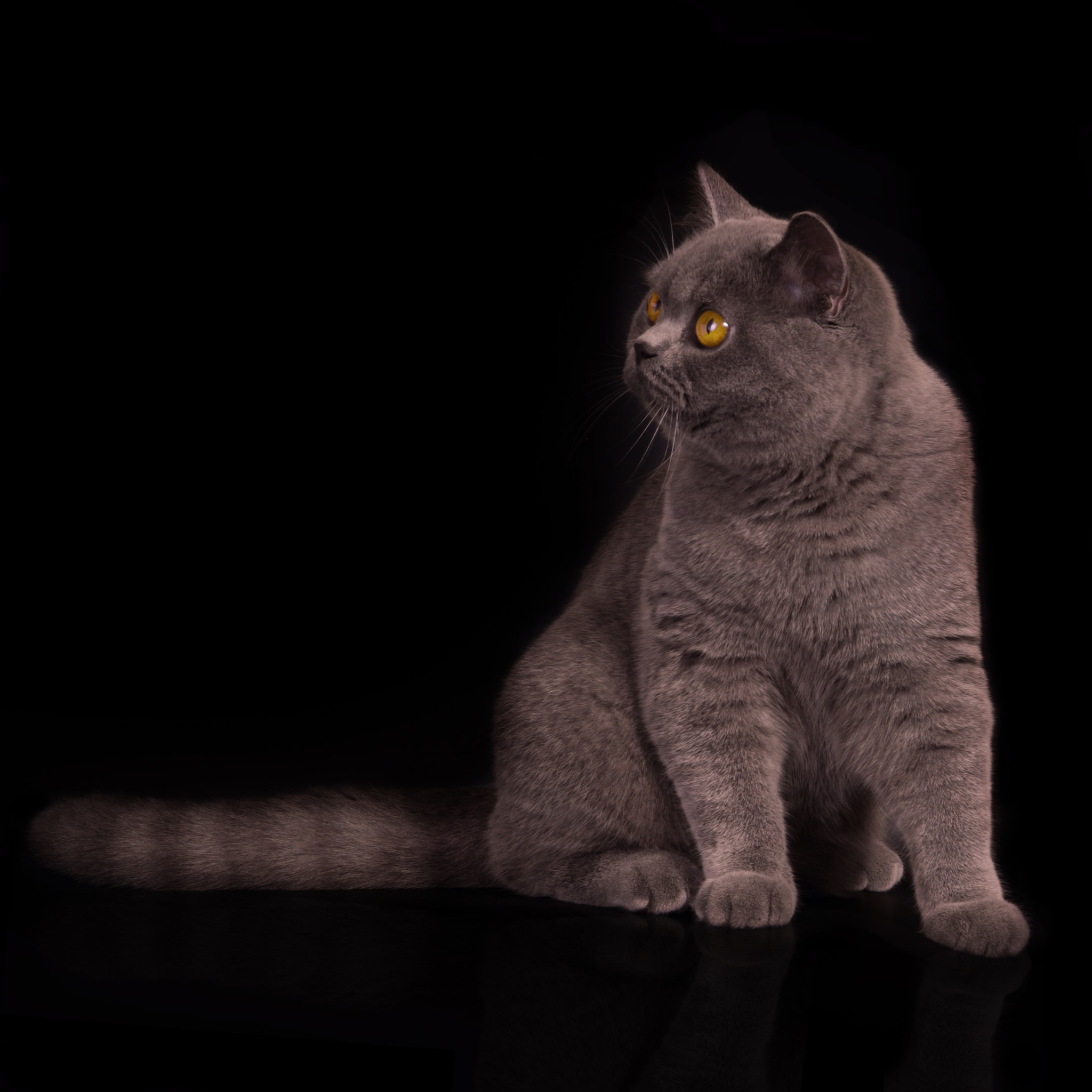 Sony SLT-A77 sample photo. My cat - 2 years ago photography