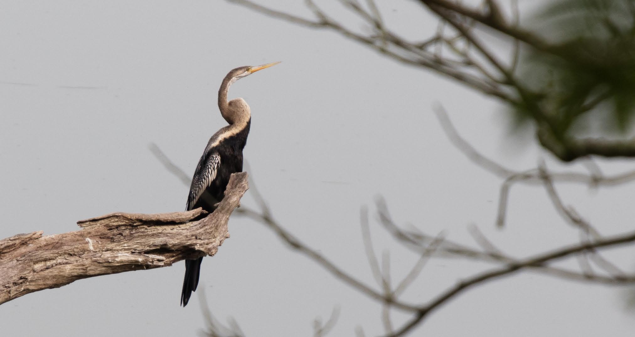 Canon EOS 5DS + Canon EF 70-200mm F4L USM sample photo. Snakebird photography