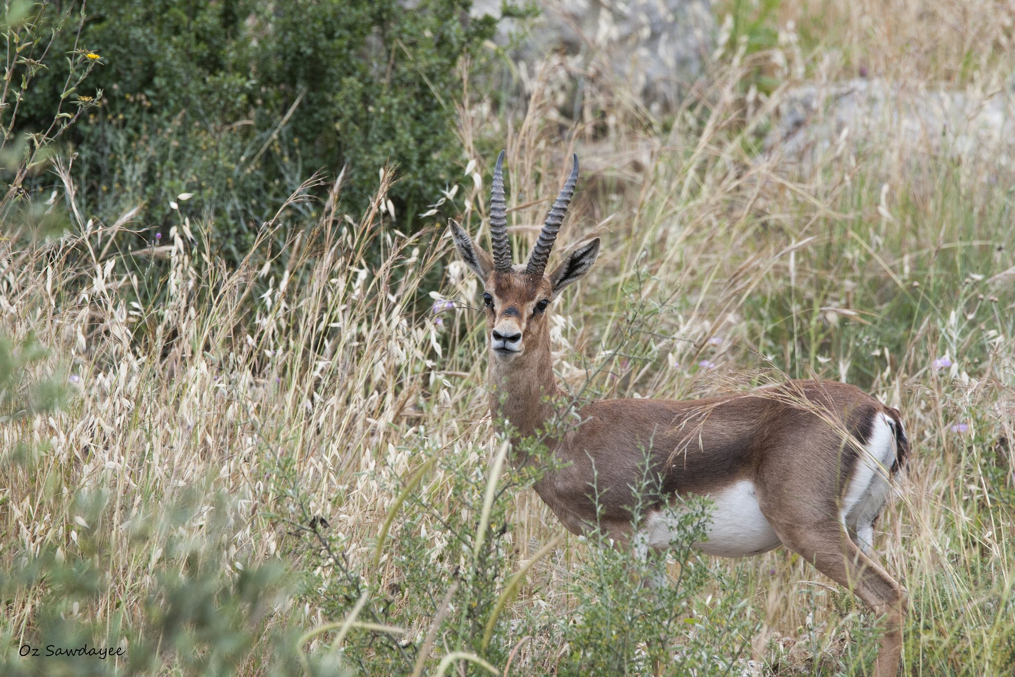 Nikon D300S sample photo. Natural surrounding photography