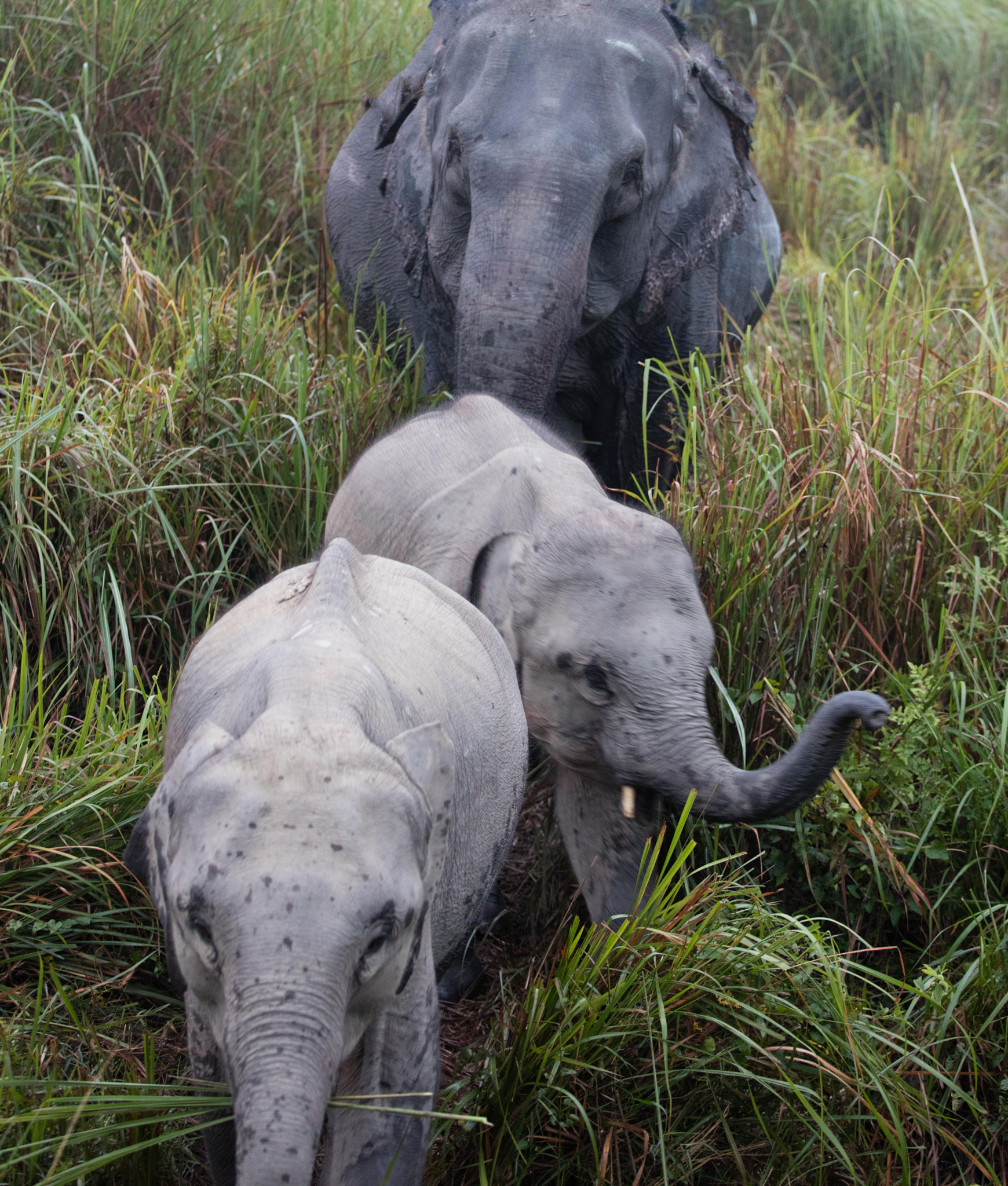 Canon EOS 5DS + Canon EF 70-200mm F4L USM sample photo. Mum and babt elephants photography