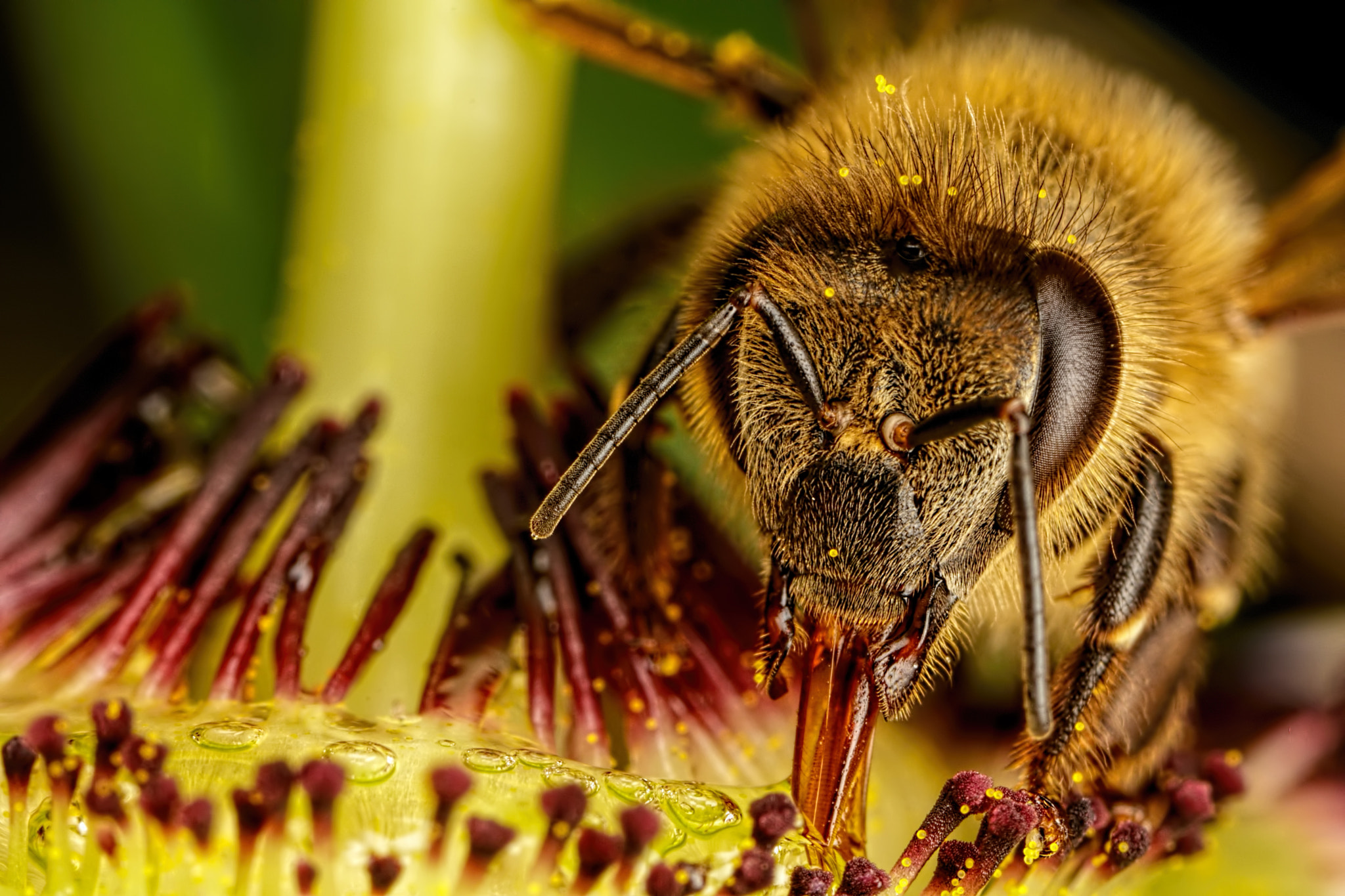 Canon MP-E 65mm F2.5 1-5x Macro Photo sample photo. Honeybee in a passion flower photography