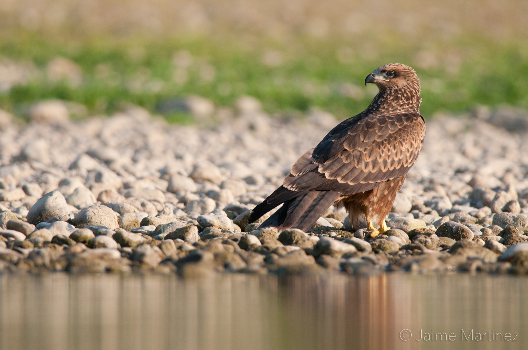 Nikon D300 + Nikon AF-S Nikkor 300mm F4D ED-IF sample photo. Black kite - milvus migrans photography