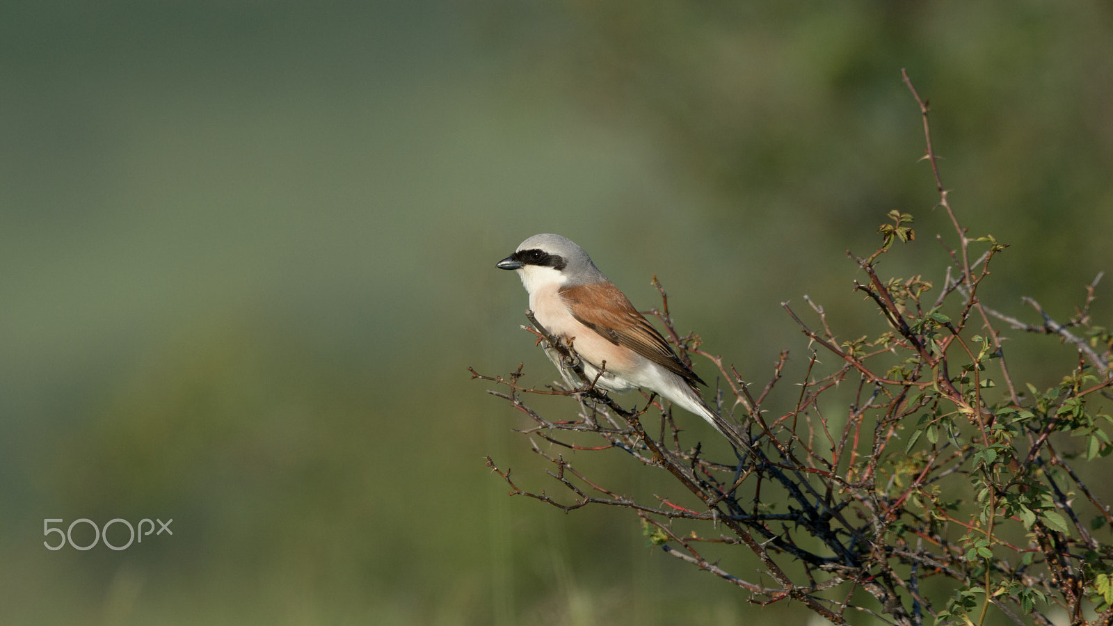 Nikon D7100 + Nikon AF-S Nikkor 500mm F4G ED VR sample photo. Red-backed shrike photography