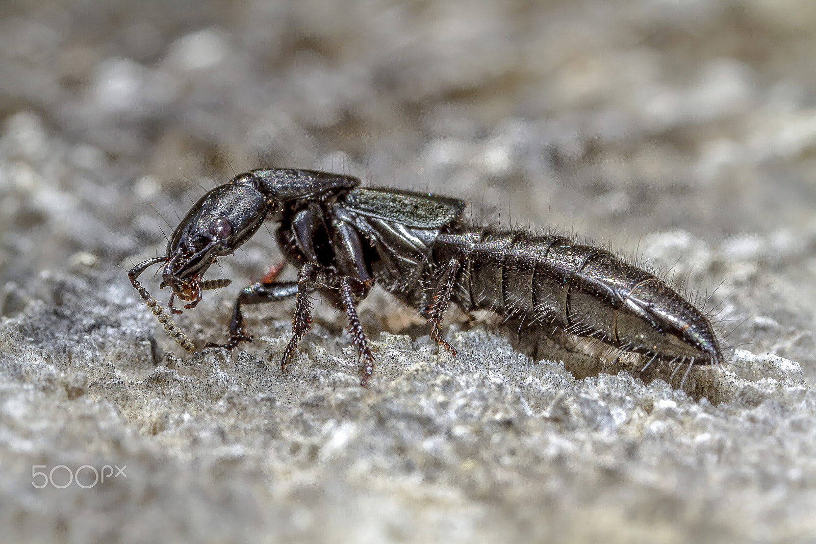 Canon MP-E 65mm F2.5 1-5x Macro Photo sample photo. Rove beetle photography