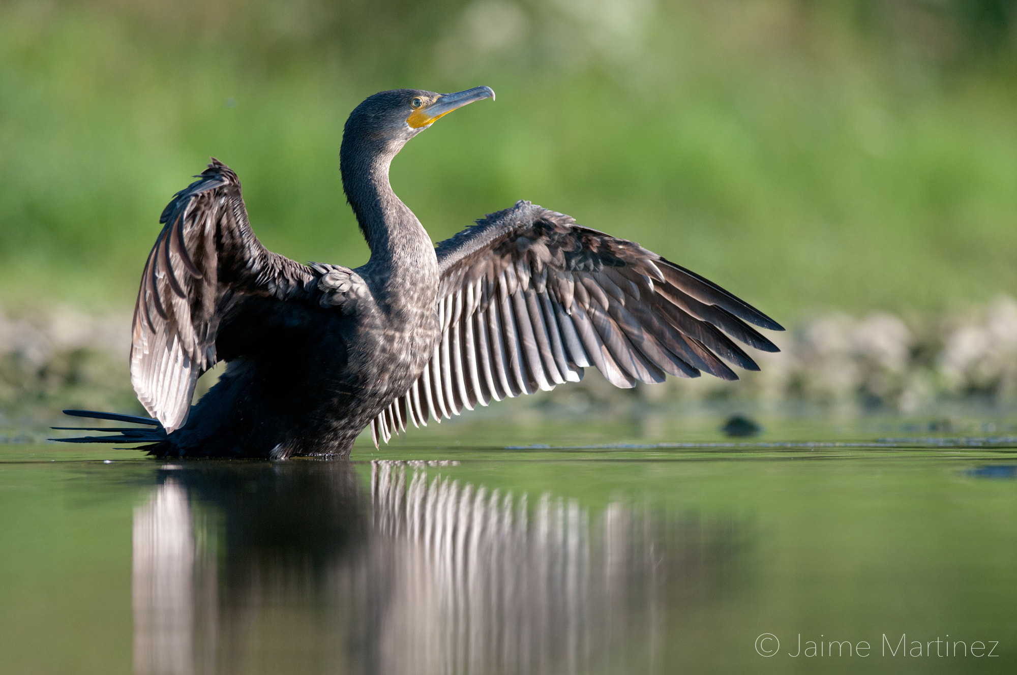 Nikon D300 + Nikon AF-S Nikkor 300mm F4D ED-IF sample photo. Great cormorant - phalacrocorax carbo photography