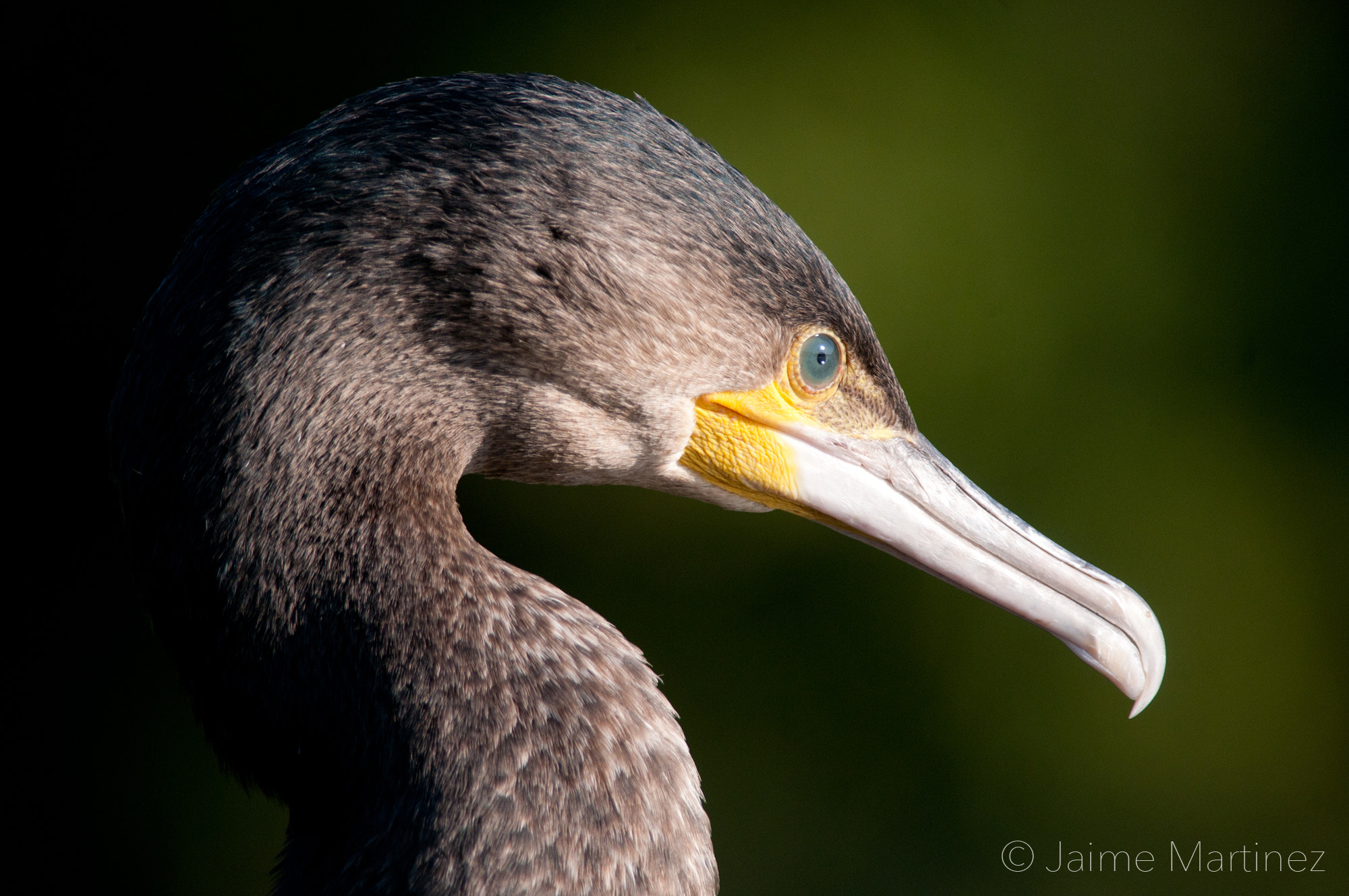 Nikon D300 + Nikon AF-S Nikkor 300mm F4D ED-IF sample photo. Great cormorant - phalacrocorax carbo photography