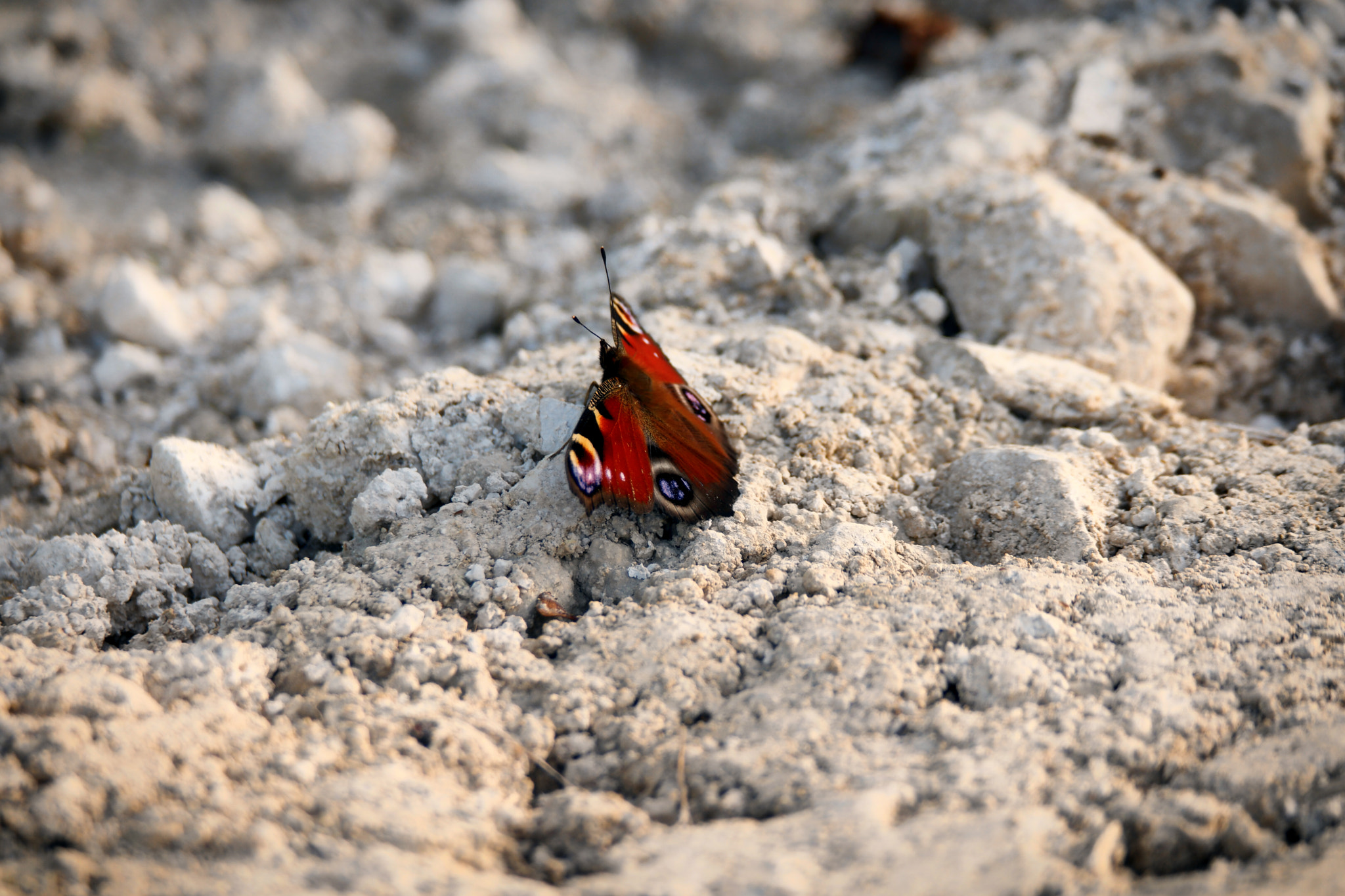 Samsung NX500 + NX 50-200mm F4-5.6 sample photo. Butterfly photography
