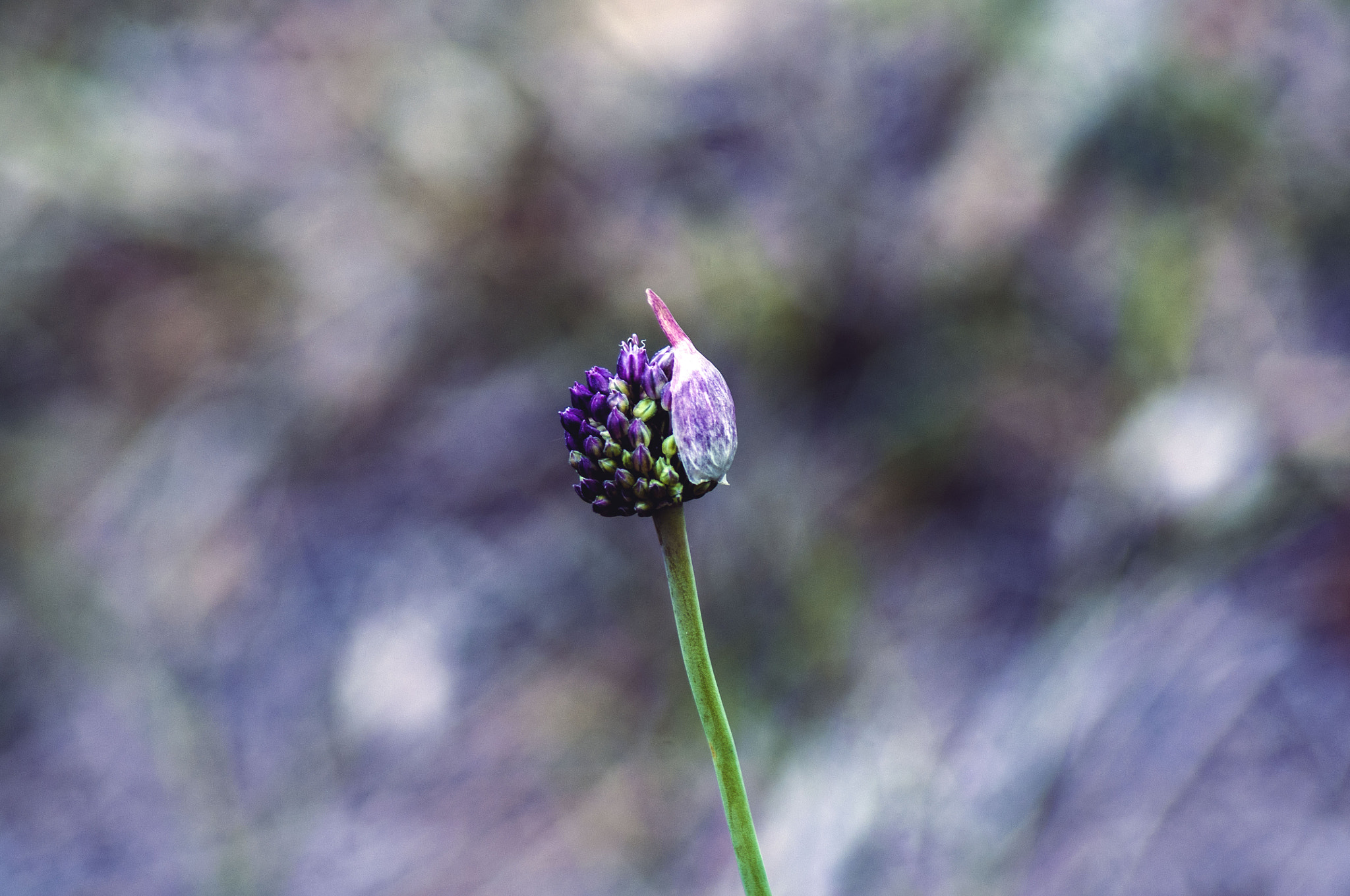 Pentax K-x + Tamron AF 70-300mm F4-5.6 Di LD Macro sample photo. Allium ampeloprasum photography