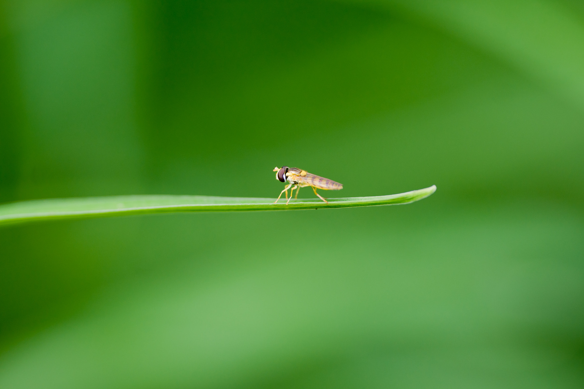 Sony Alpha DSLR-A700 sample photo. Hoverfly photography
