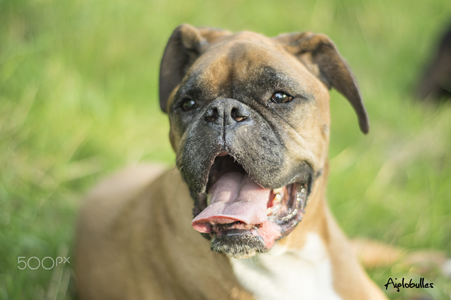 Pentax K-3 II + Pentax smc DA 50mm F1.8 sample photo. Holly the dog photography