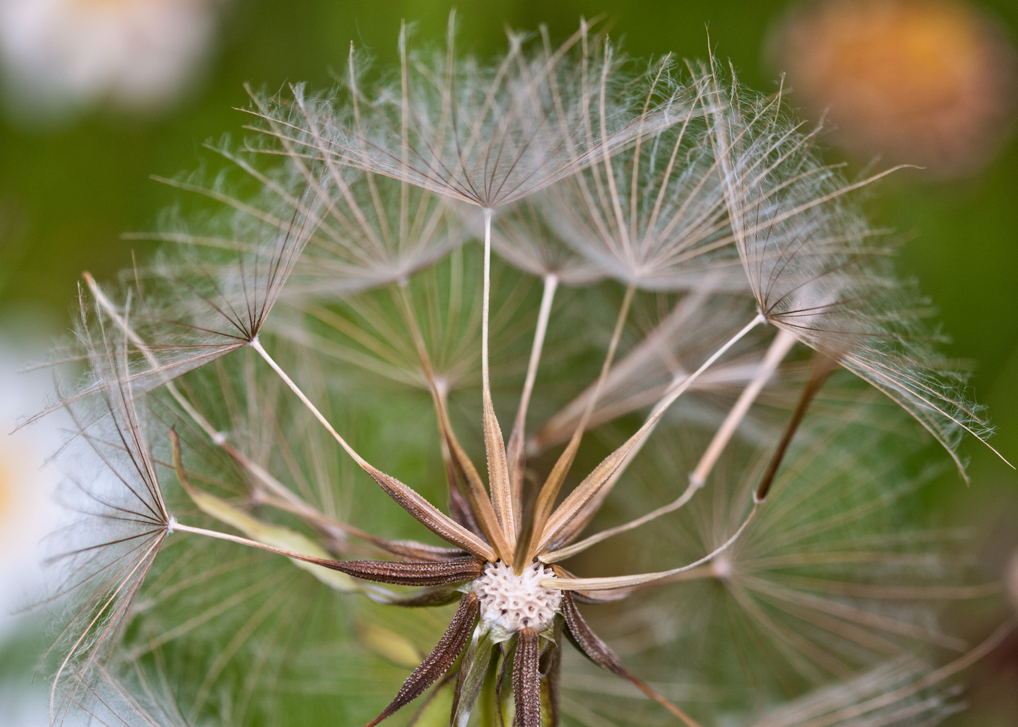 Sigma 105mm F2.8 EX DG OS HSM sample photo. Seeds photography