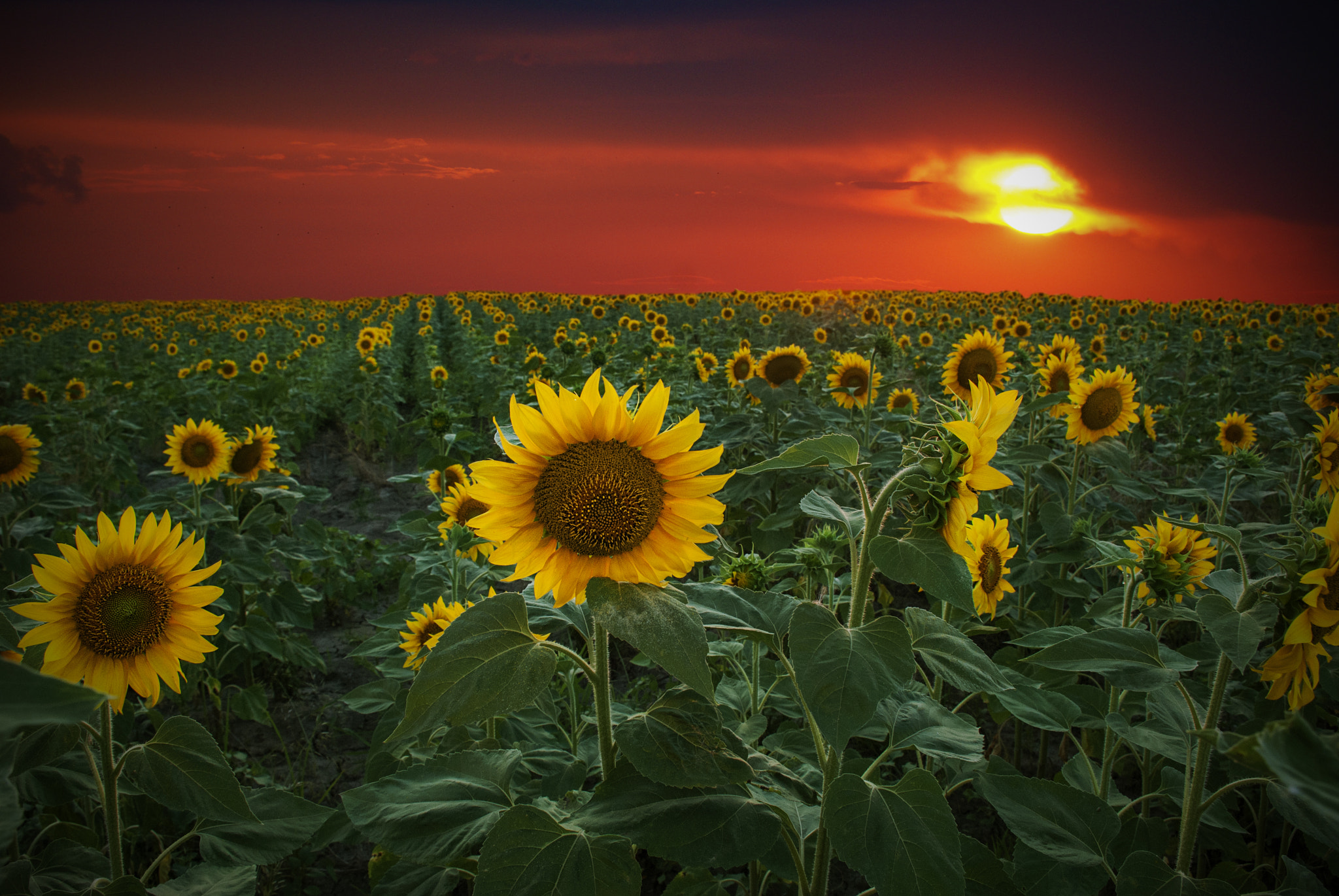 Nikon D80 sample photo. Flowers in sunset photography