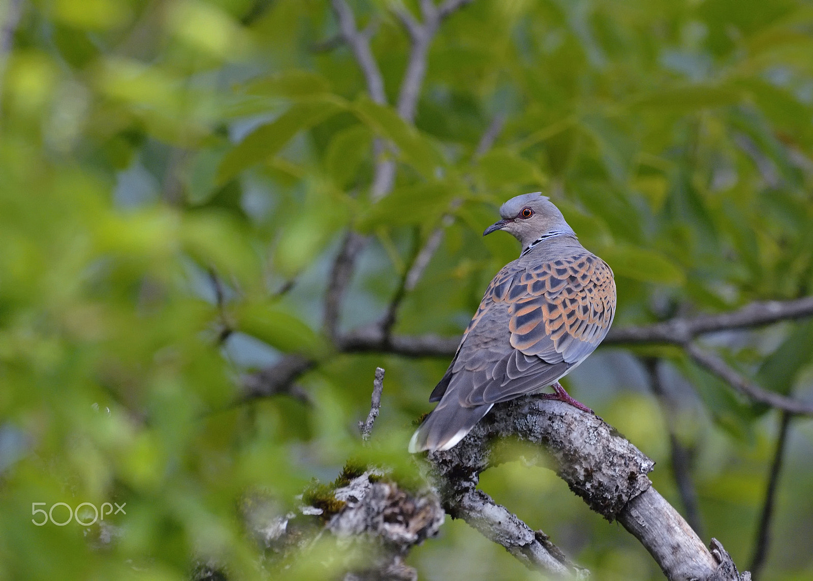 Nikon D7100 + Nikon AF-S Nikkor 500mm F4G ED VR sample photo. Turtle dove photography