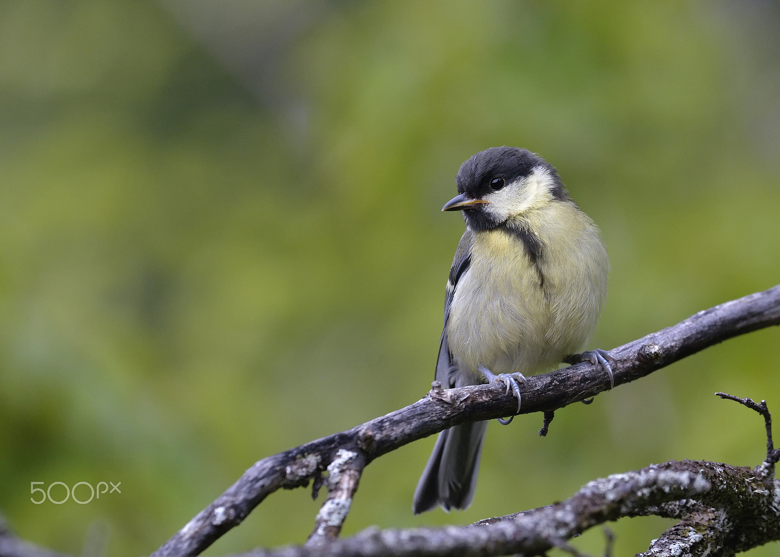 Nikon D7100 + Nikon AF-S Nikkor 500mm F4G ED VR sample photo. Great tit photography