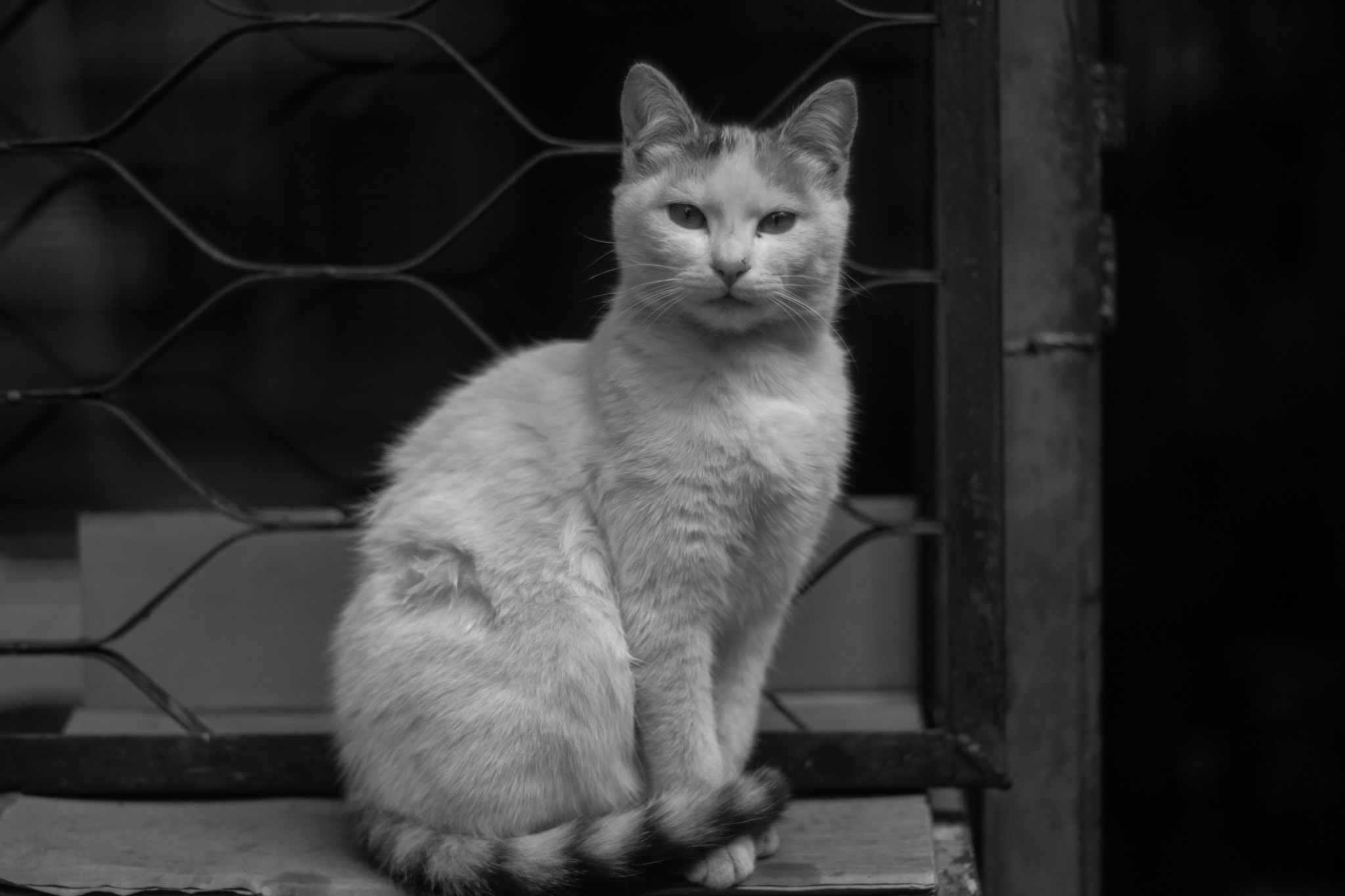 Canon EF 35-80mm f/4-5.6 sample photo. Waiting photography