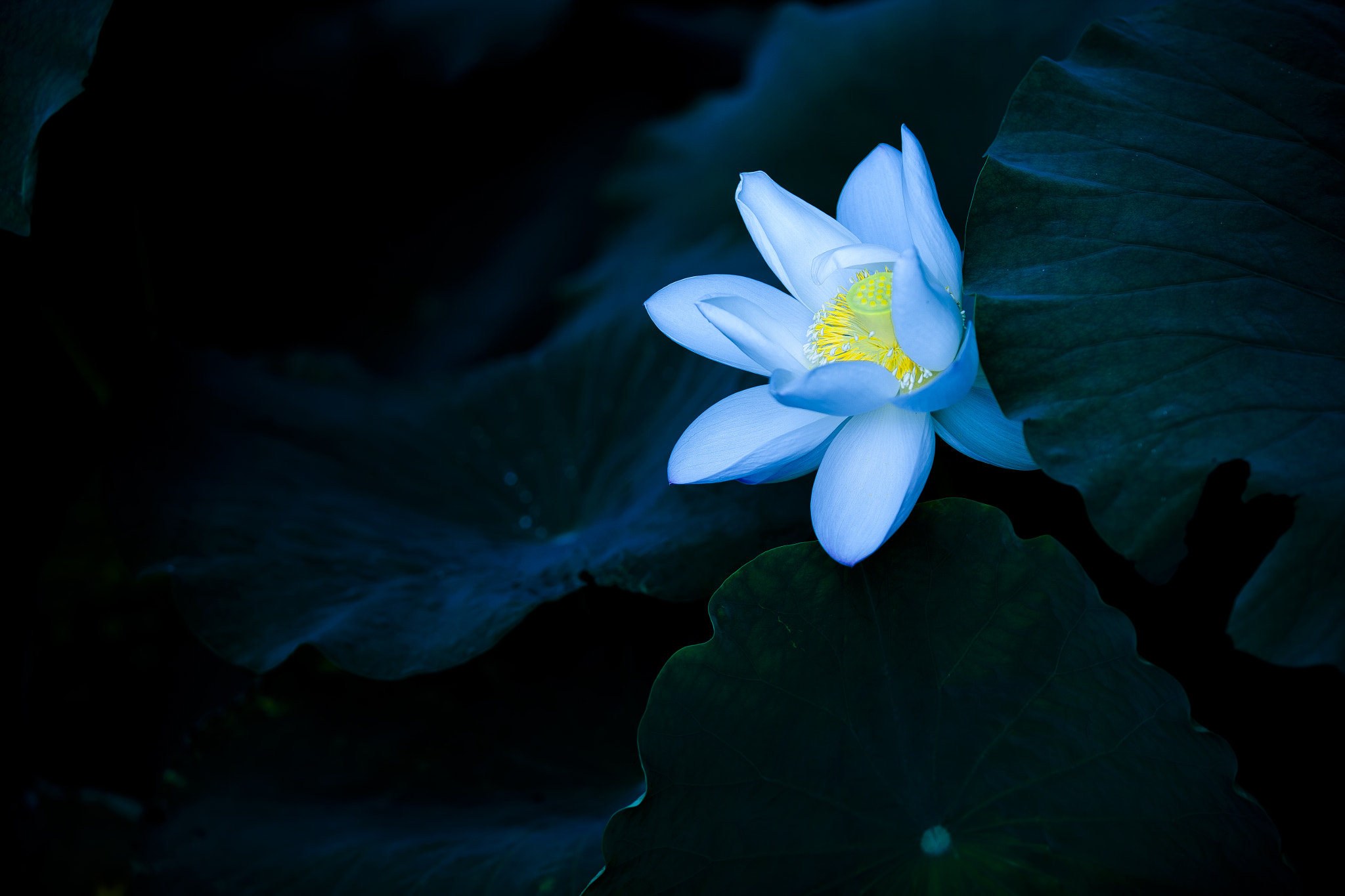 Canon EOS-1Ds Mark II sample photo