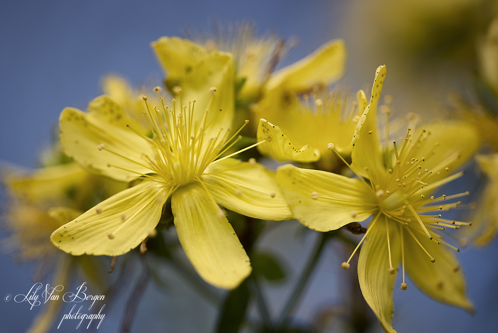 Sigma 150mm F2.8 EX DG Macro HSM sample photo. Sunshine in my garden photography