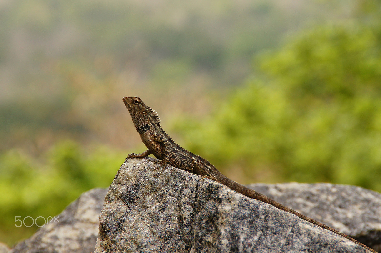 Sony SLT-A55 (SLT-A55V) sample photo. Lizard photography
