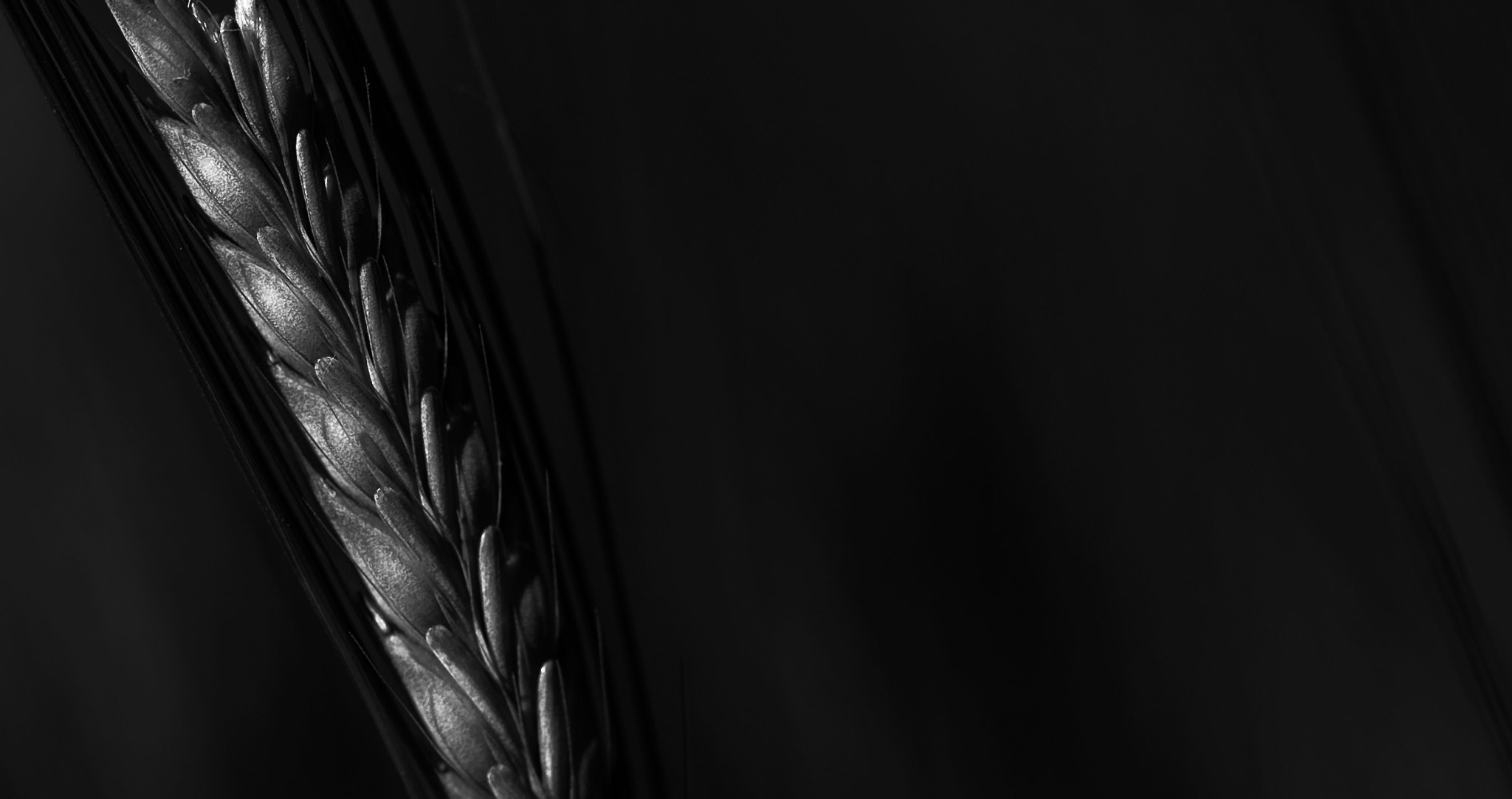 Canon EF 100mm F2.8L Macro IS USM sample photo. Cornfield photography